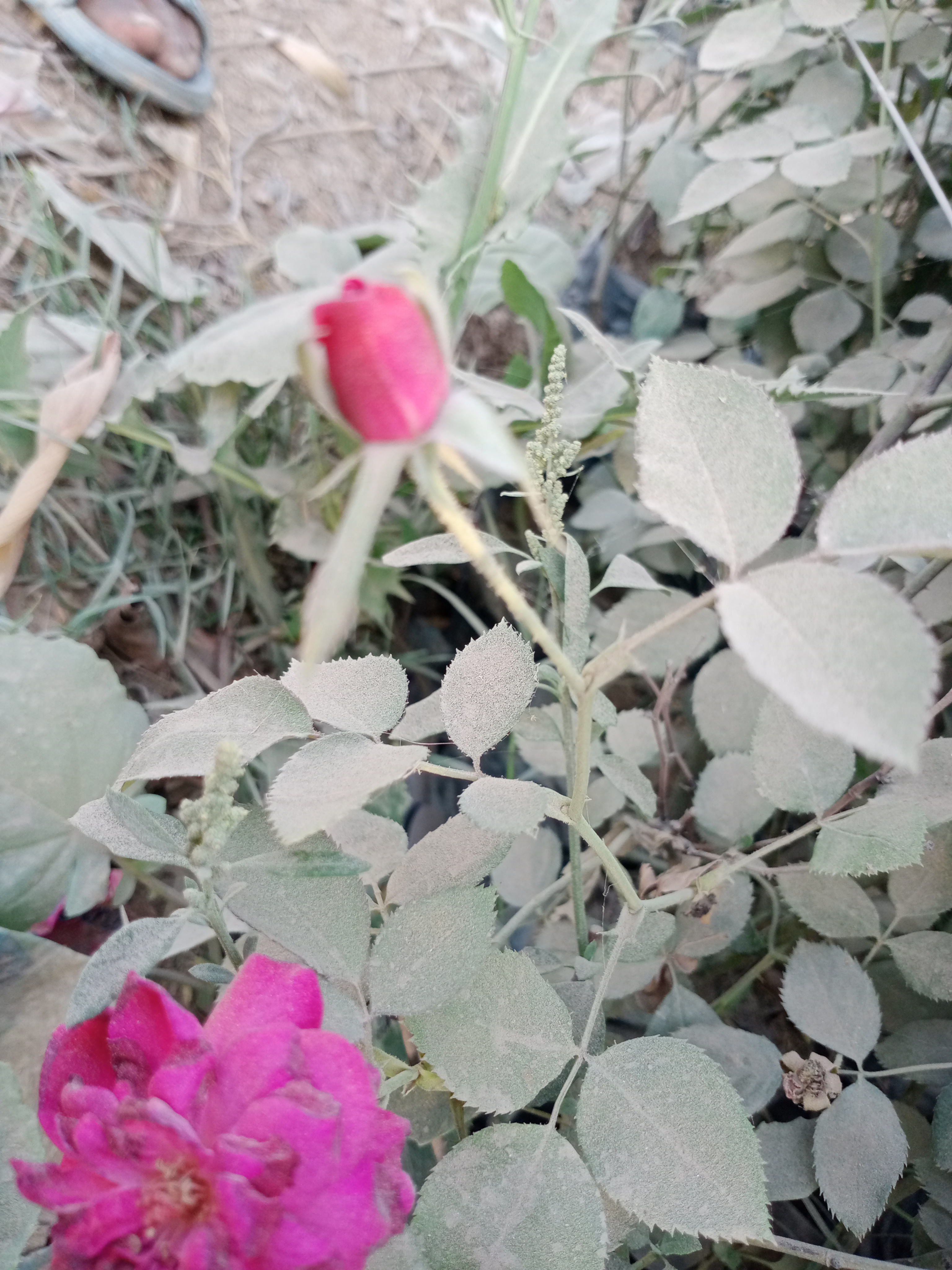 IMG20210528173759.jpg