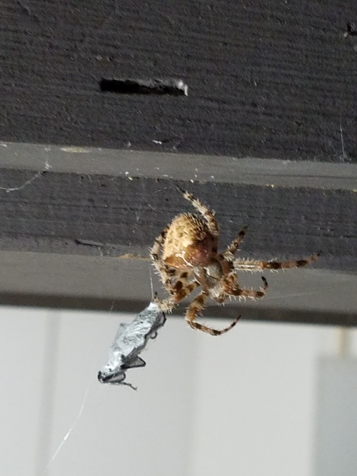 20180911_191412_1.jpg