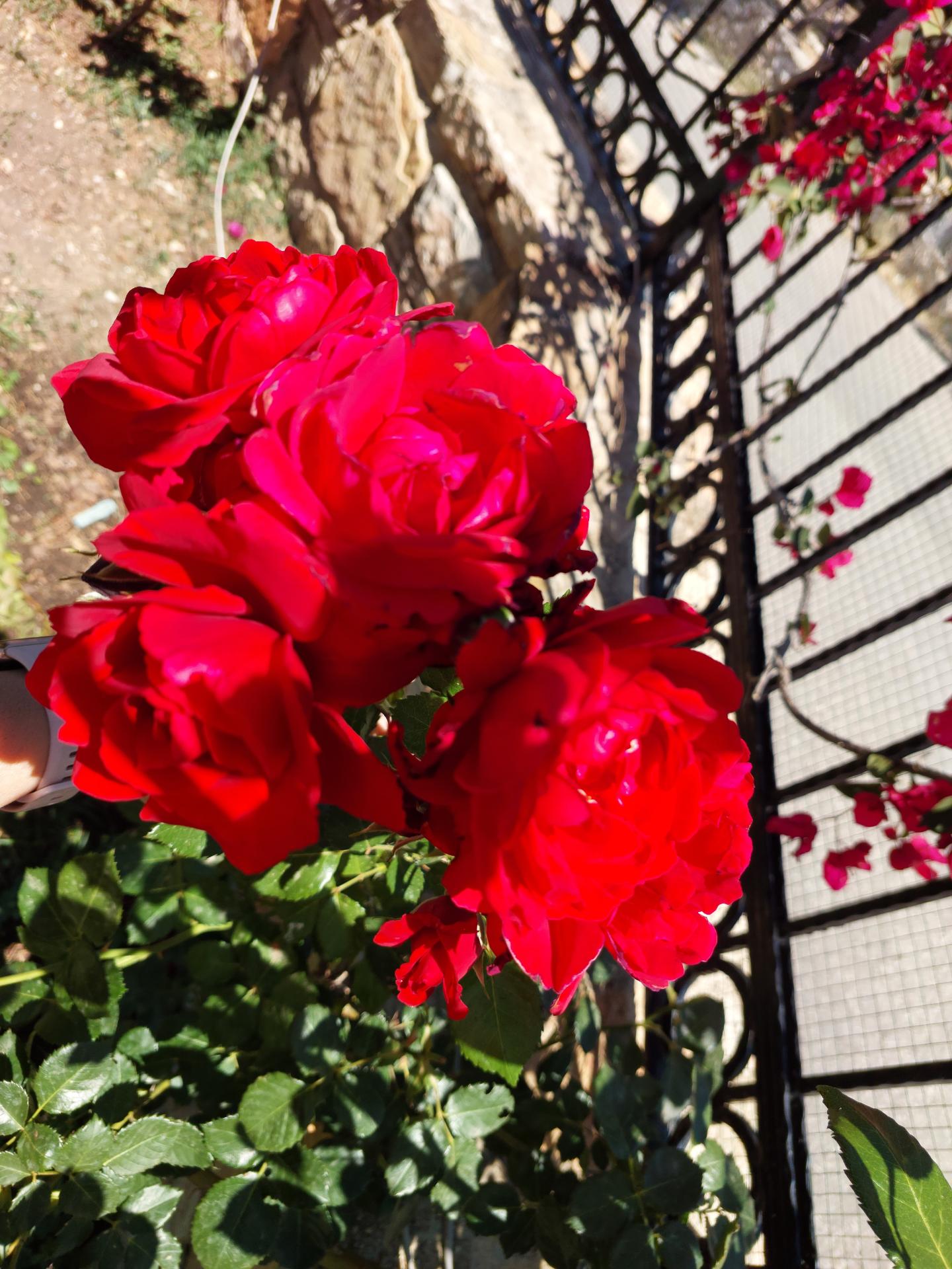 Bodrum Yeşil ve Çiçek Kokulu Rüyası Ege'nin incisi Bodrum (2).jpg