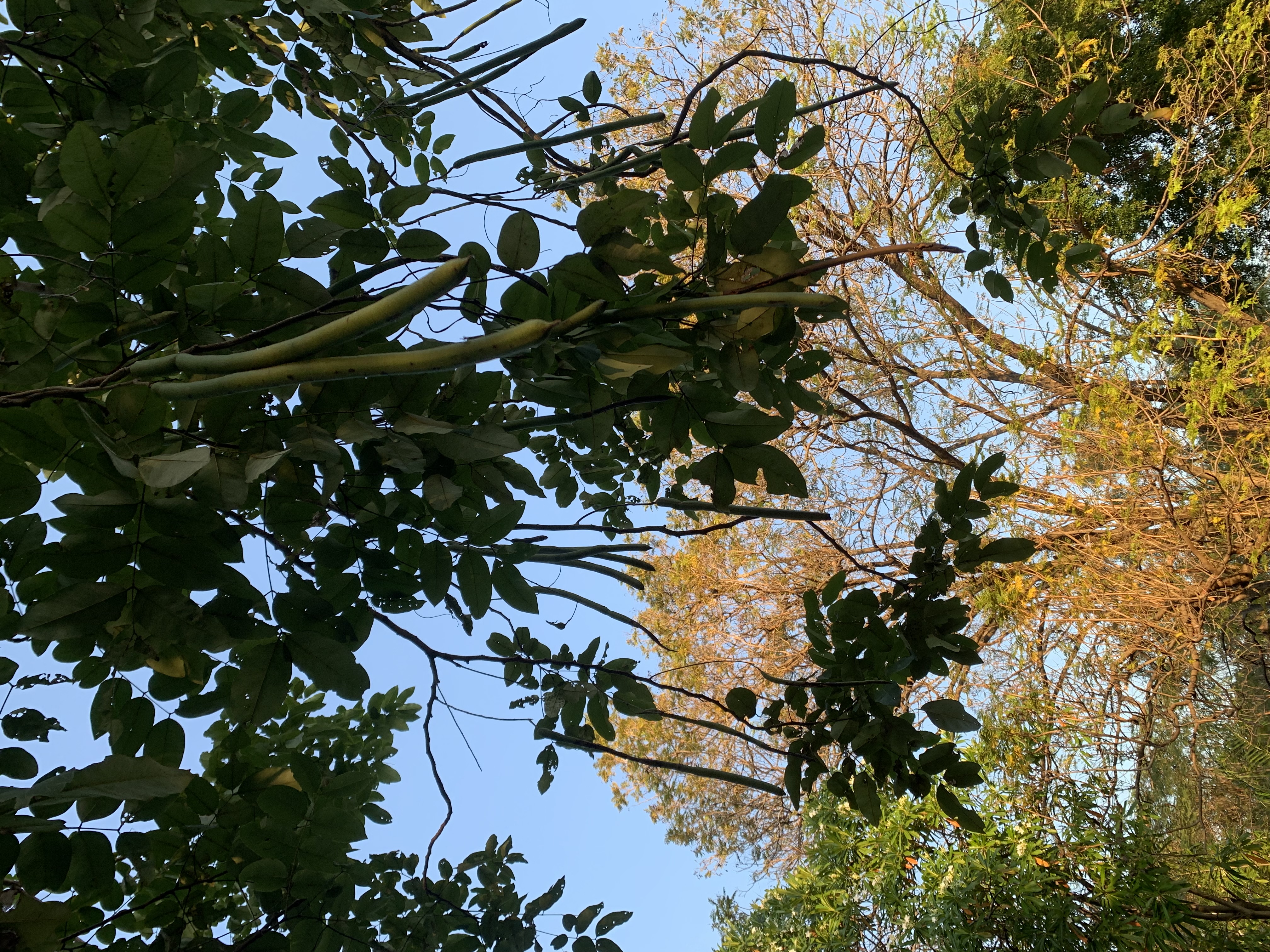 Suan Rot Fai901.jpg