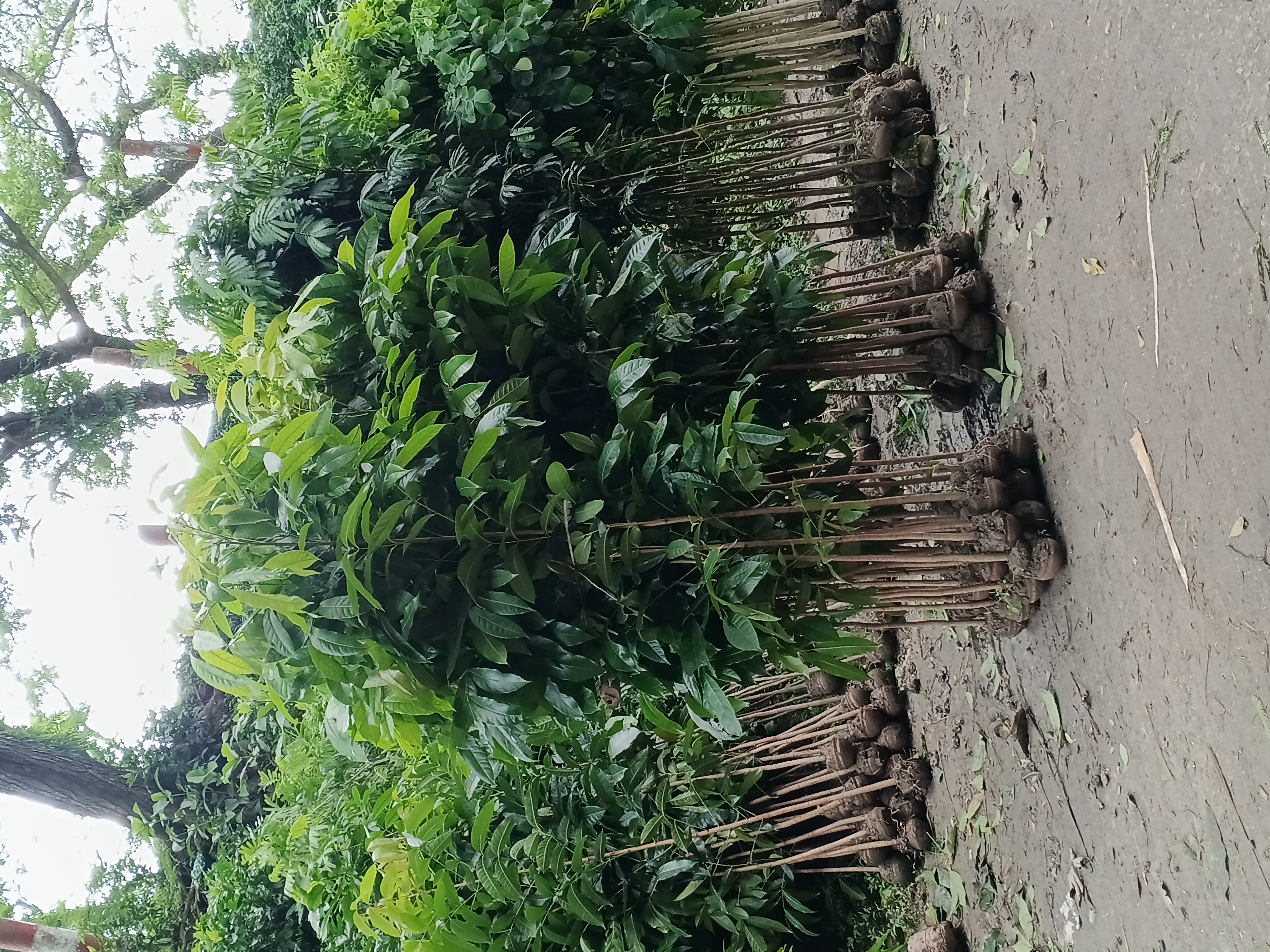 47043.jpg