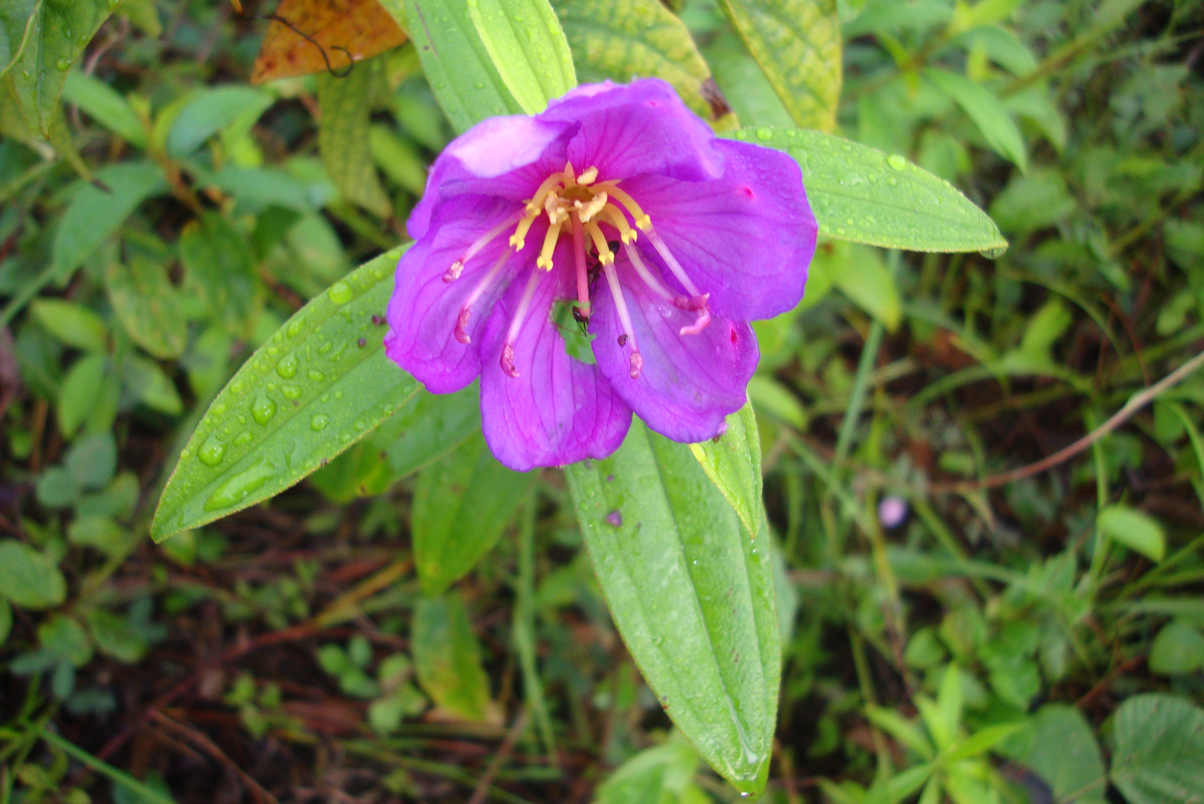 DSC03127.JPG