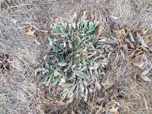 Big garden - rose campion crop March 2020.jpg