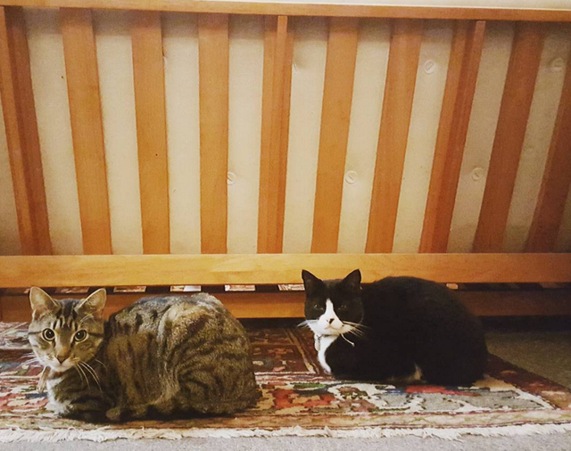 twincats.png