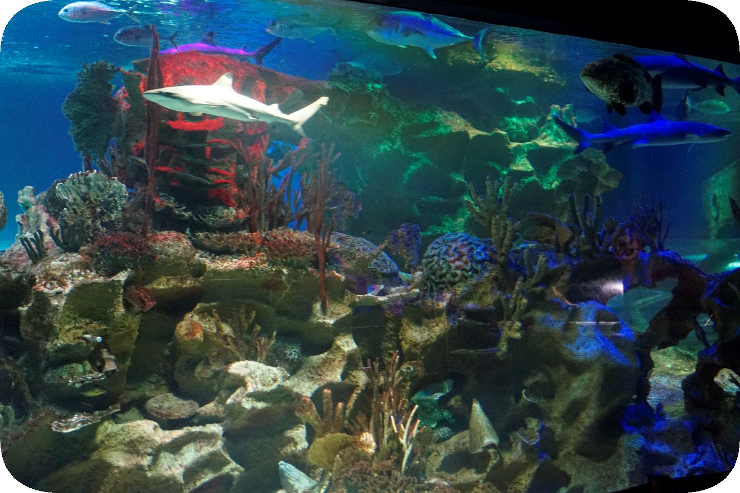 Oceanarium in St. Petersburg. Part 8--Ozeanarium in St. Petersburg. Teil 8