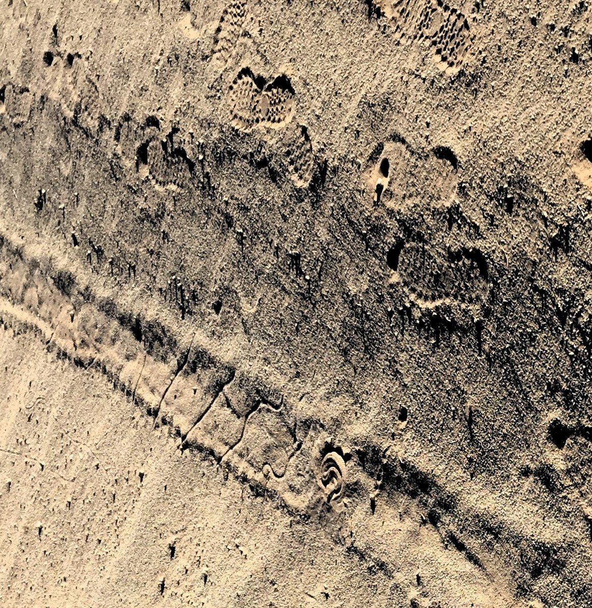 Sidewinder Hunting2.JPG