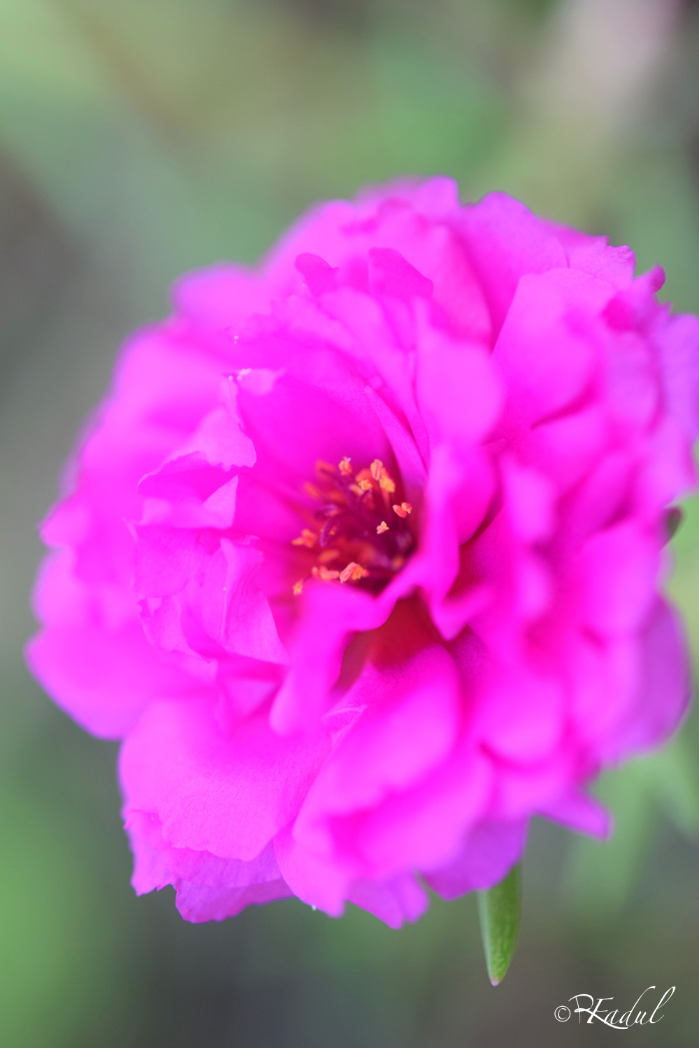 Fleur rose.jpg