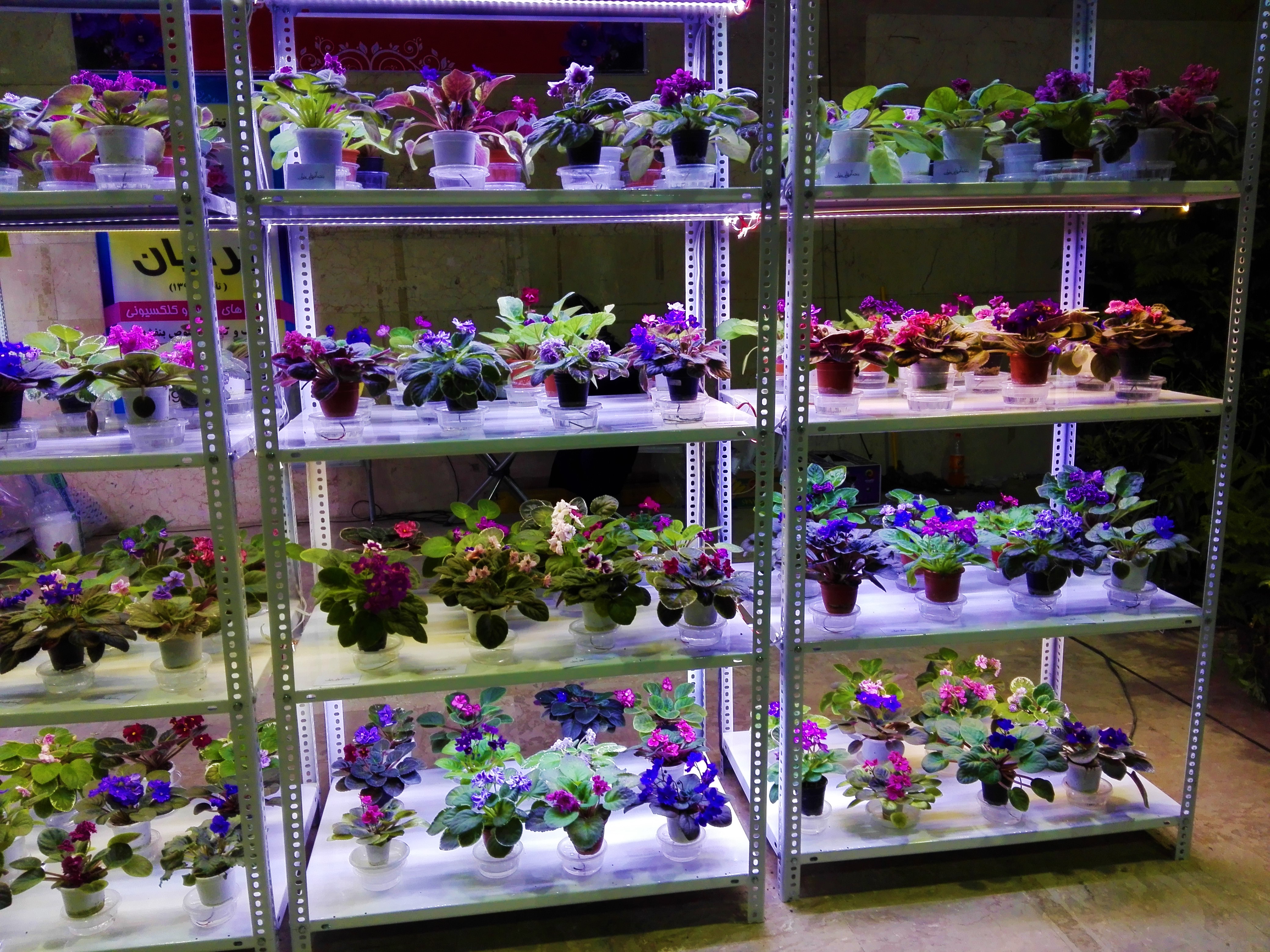 flowernatureb (308).jpg