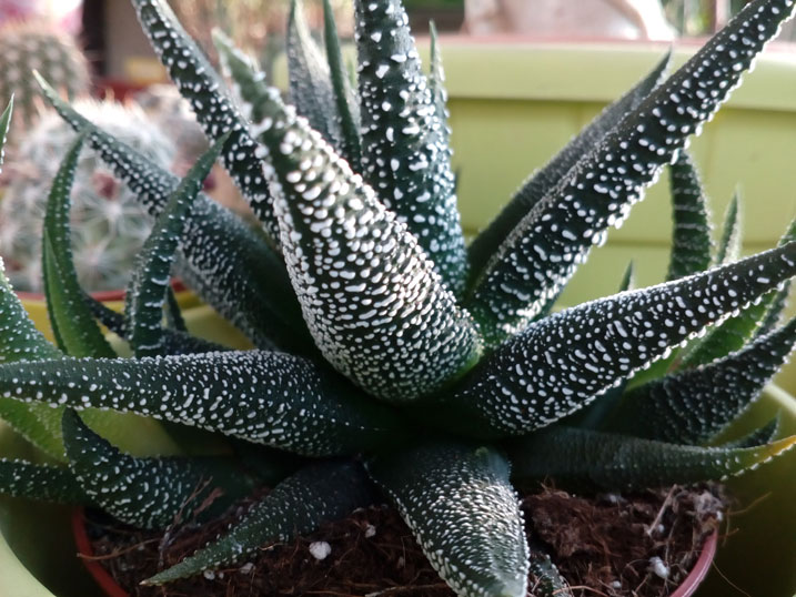 HAWORTHIA FASCIATA -- (9).jpg