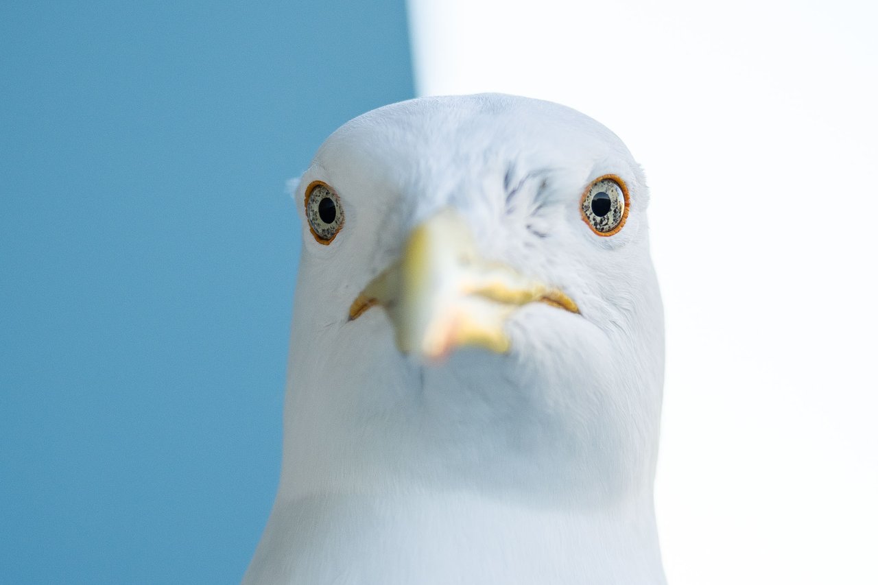 17794655053592718083548357127145.jpg