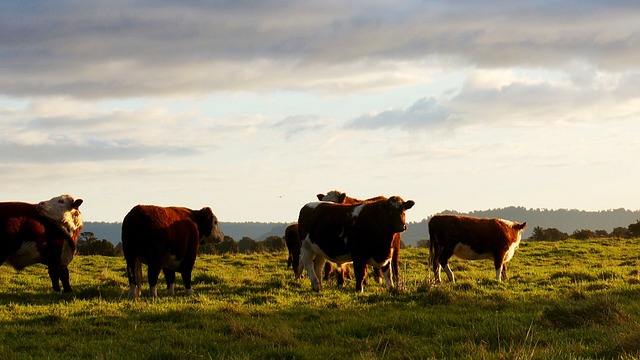 cattle-1149693_640.jpg