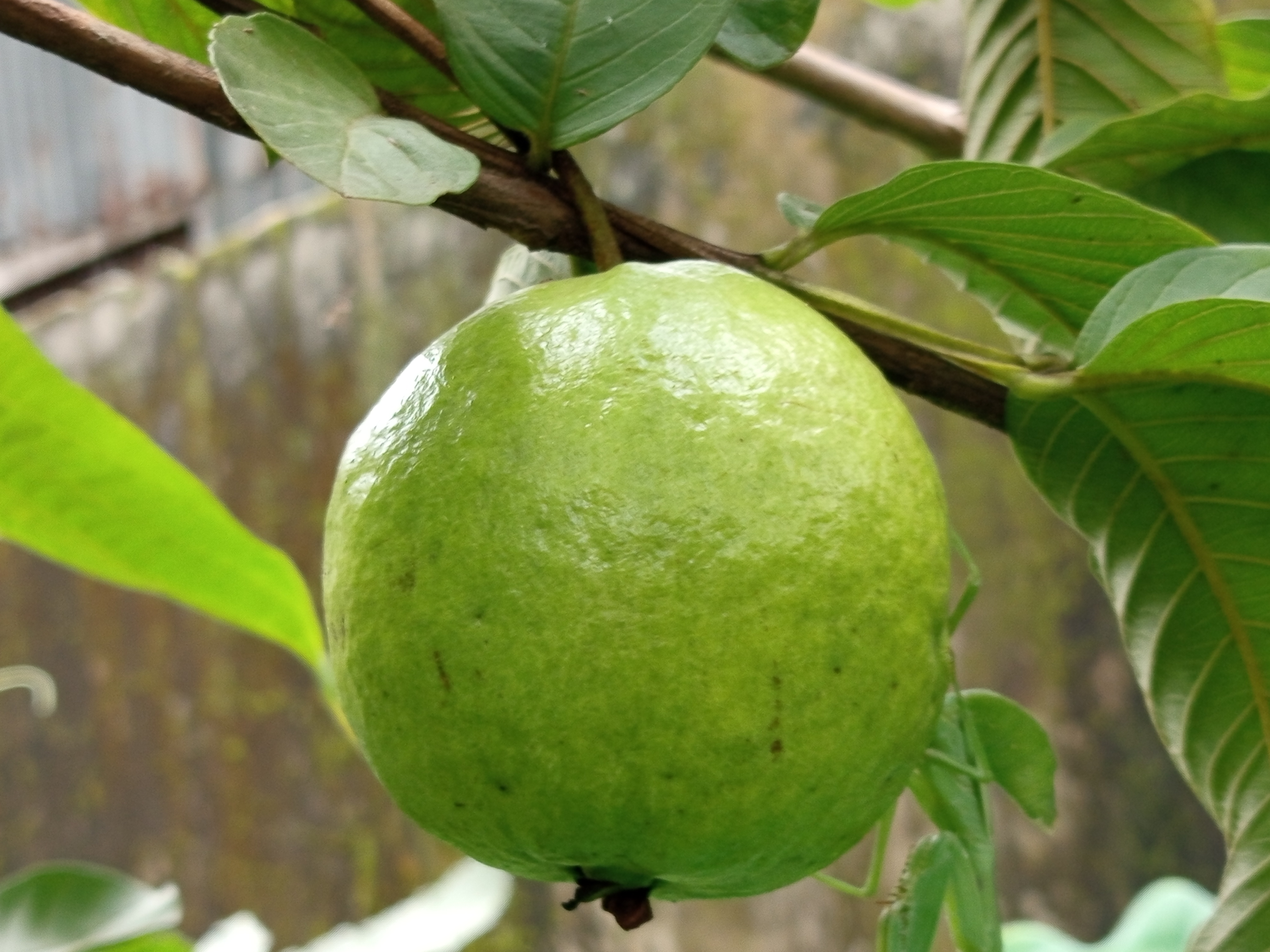 পেয়ারা (2).jpg