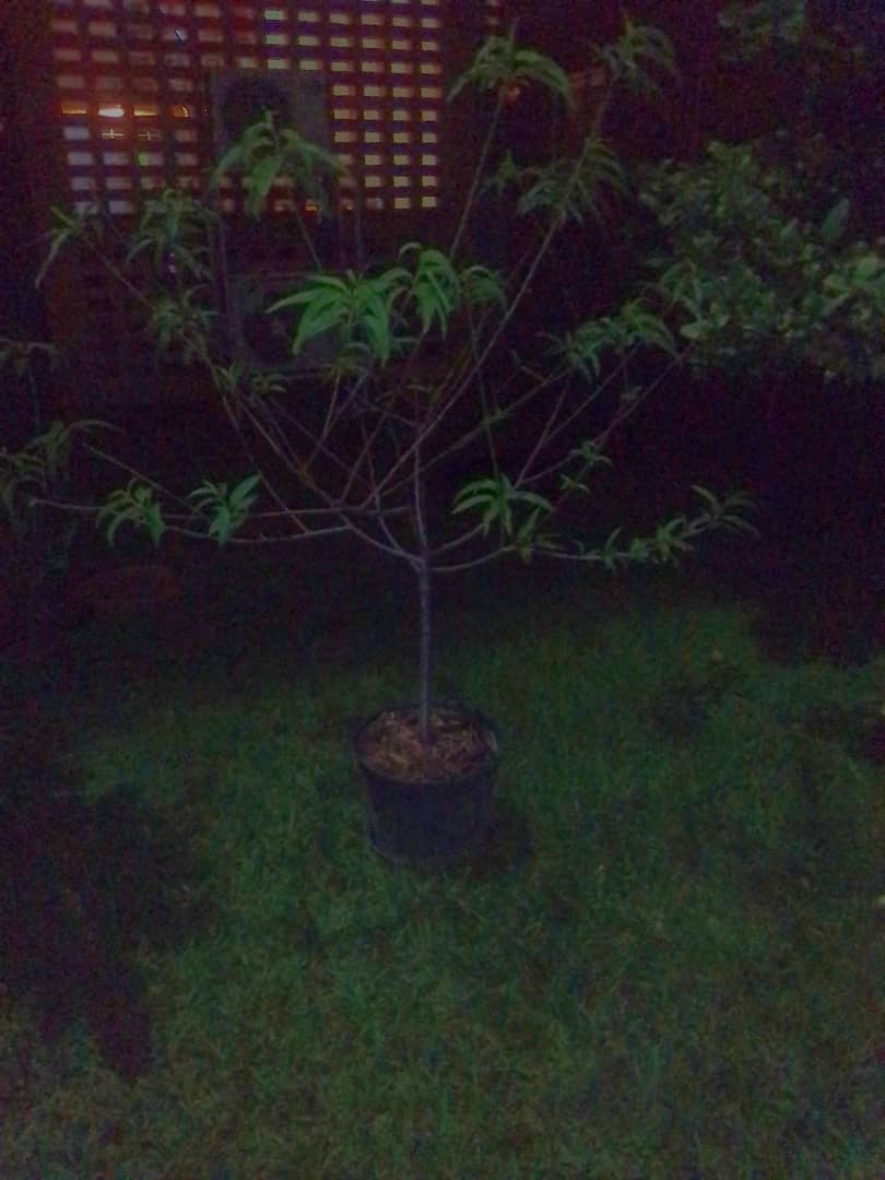arbol.jpeg