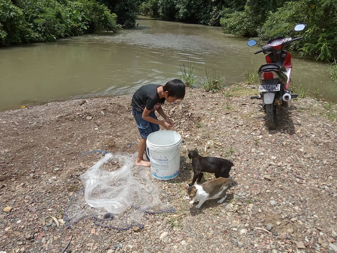 Kucing Tidak Bisa Memancing Ikan At Naleunk Steem