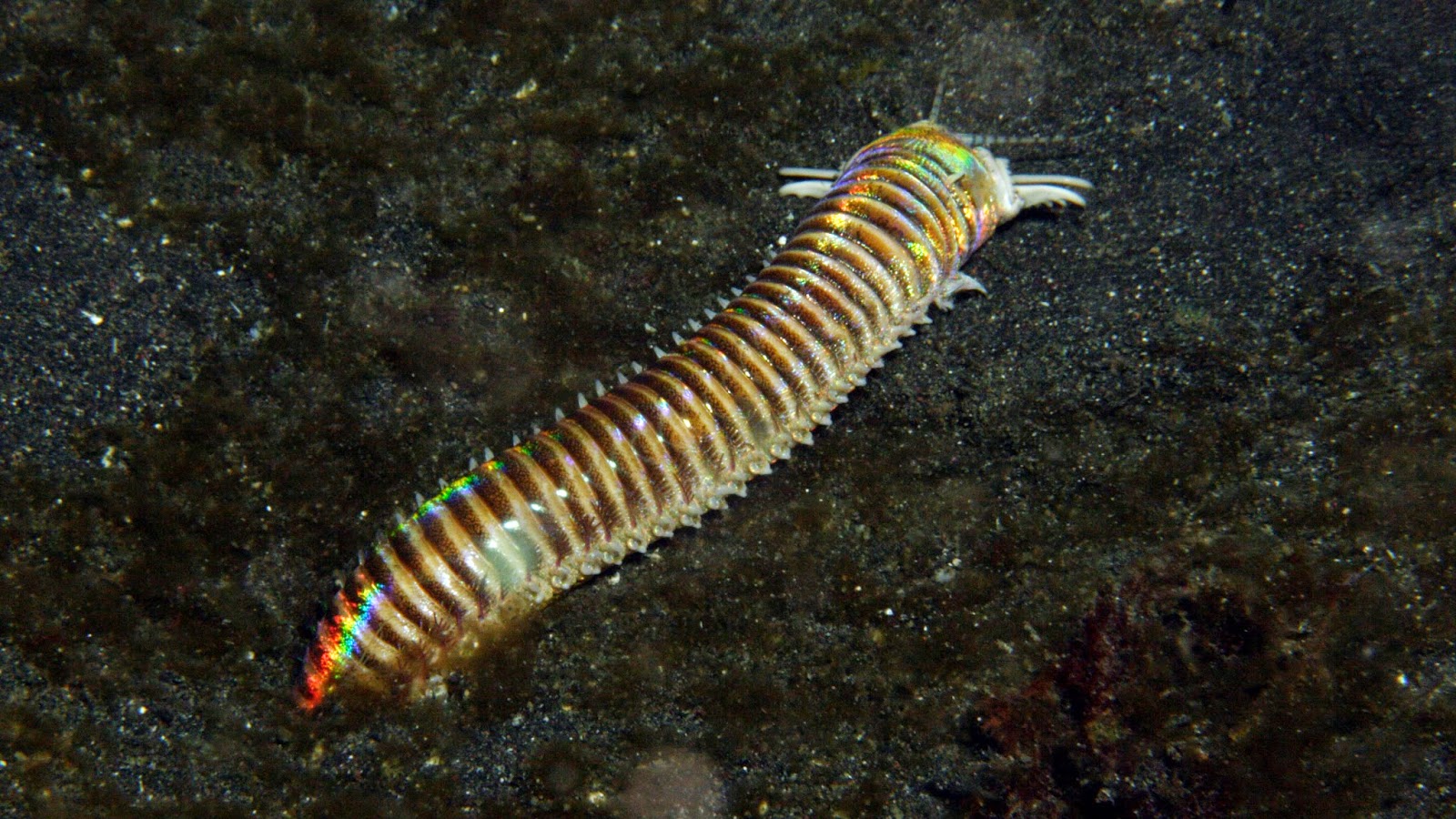 Морской червь размер. Эунице Афродита червь Боббита. Морской червь Eunice aphroditois. Австралийский пурпурный кольчатый червь. Австралийский кольчатый червь морской.