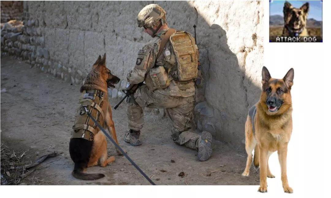 US military dog German Shepherd pic 1.jpg