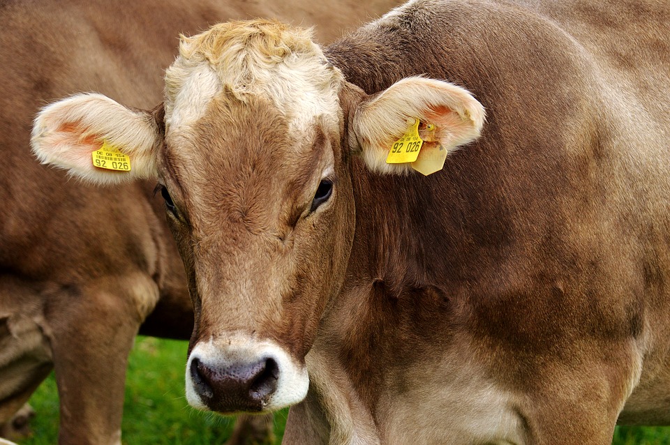 cow-2782461_960_720.jpg