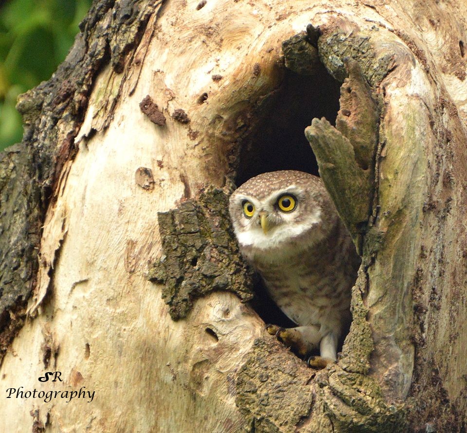 spotted%20owl.jpg