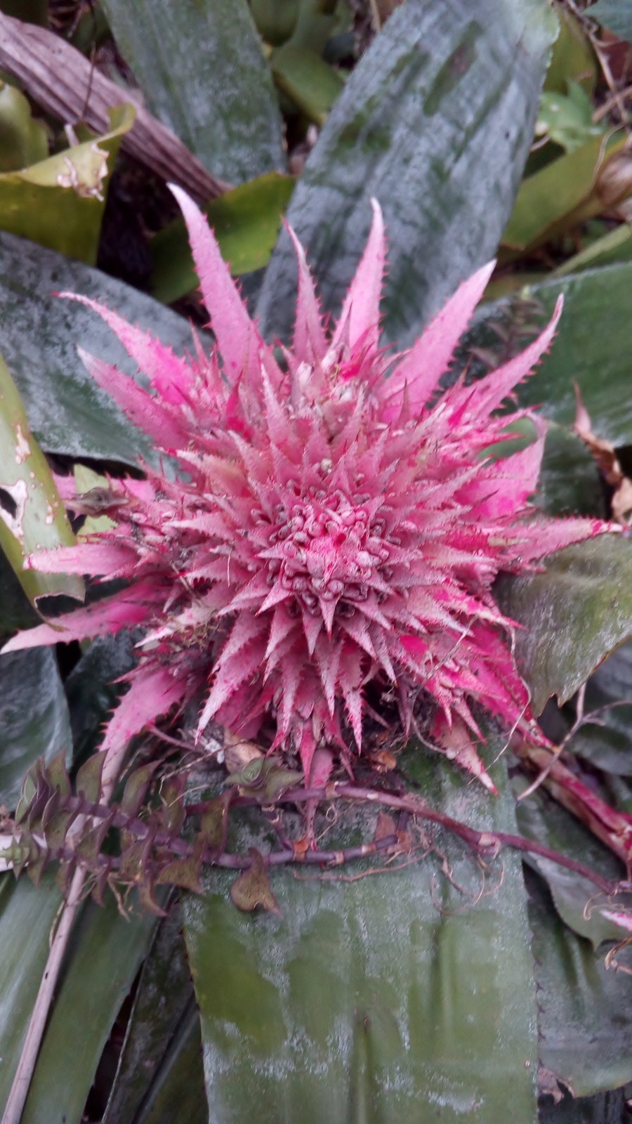 Flor de Bromelia Rosada (Aechmea fasciata)/Ciclo Flores/Tximeleta — Steemit