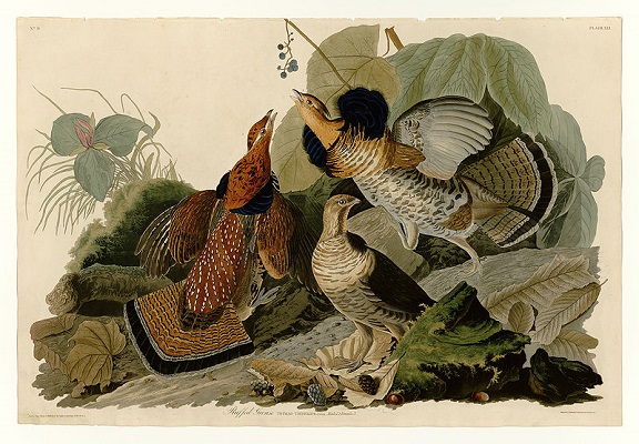 800px-41_Ruffed_Grouse.jpg