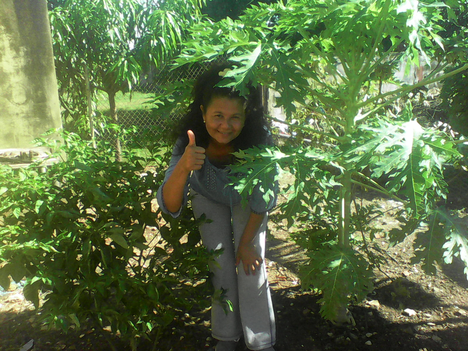 Arbol de Aji y Lechoza.jpg