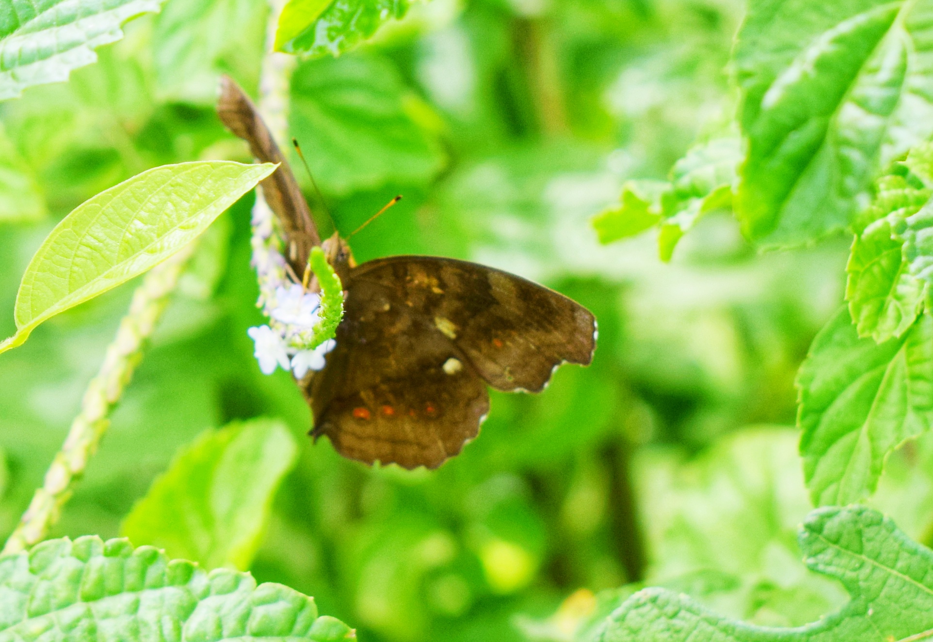DSC_1332-01.jpeg