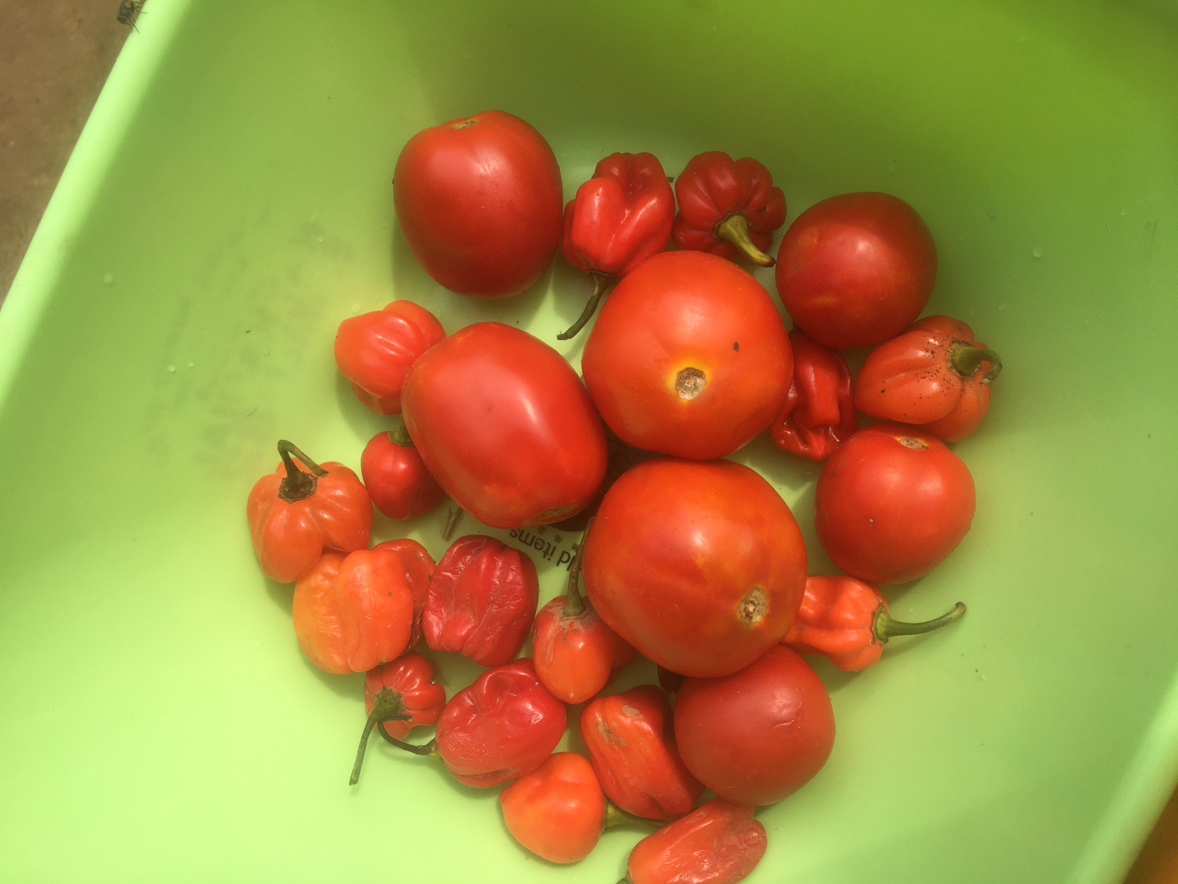 --419C-84B6-F9990384A5C0.jpeg