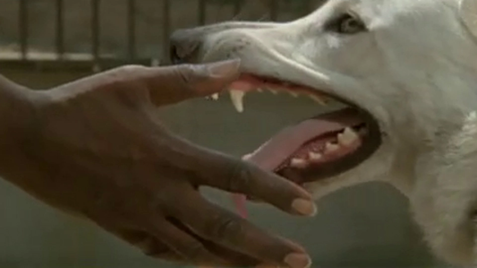 perro.webp