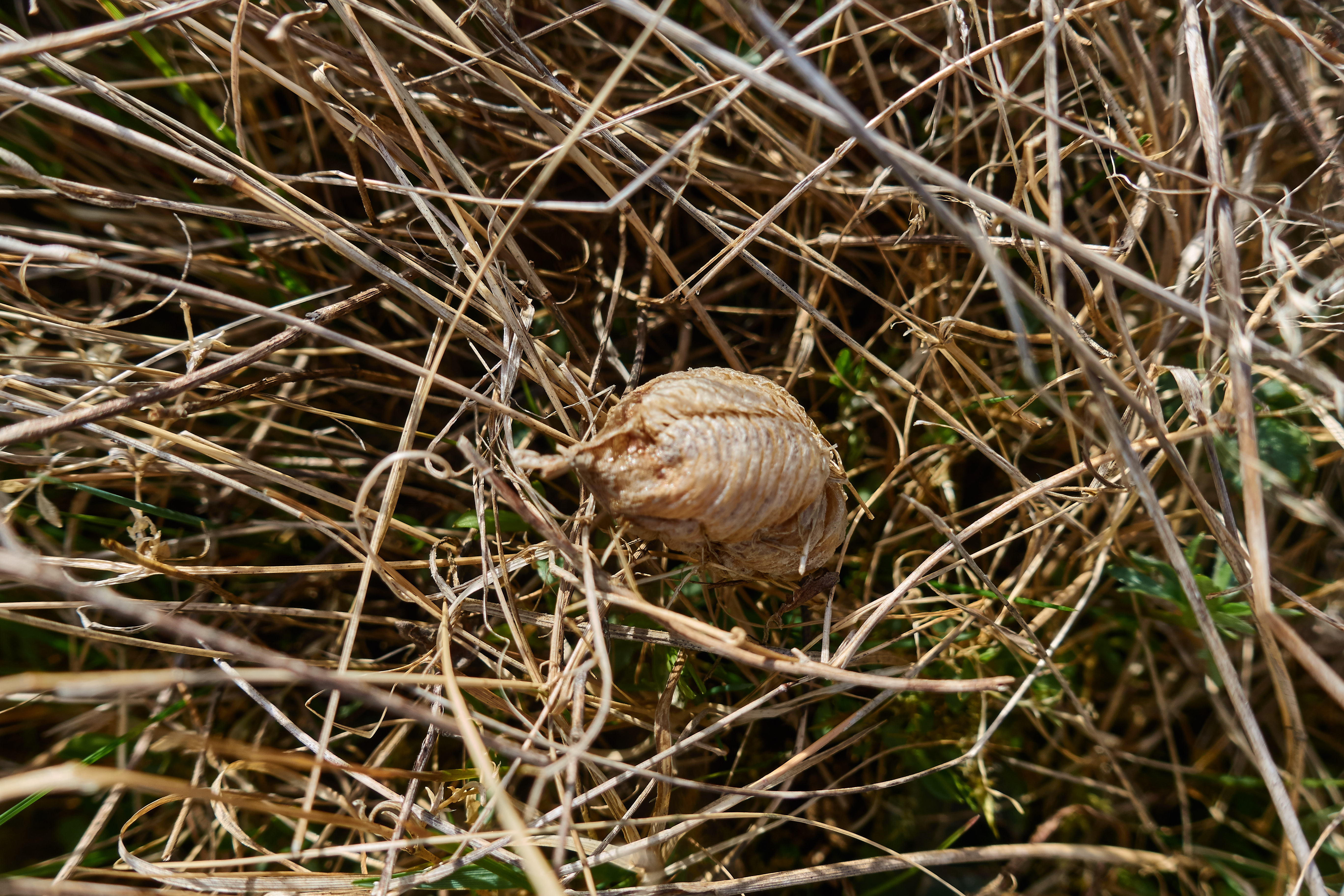 DSC07239.jpg