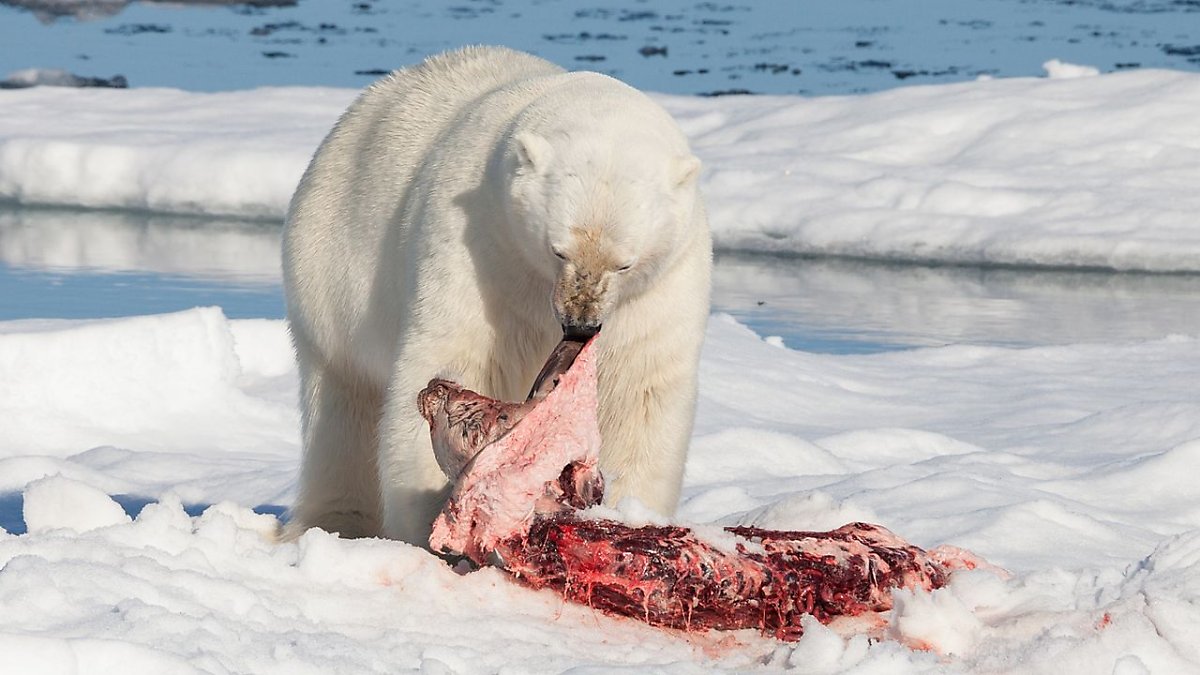 Polar_bear_(Ursus_maritimus)_with_its_prey.jpg