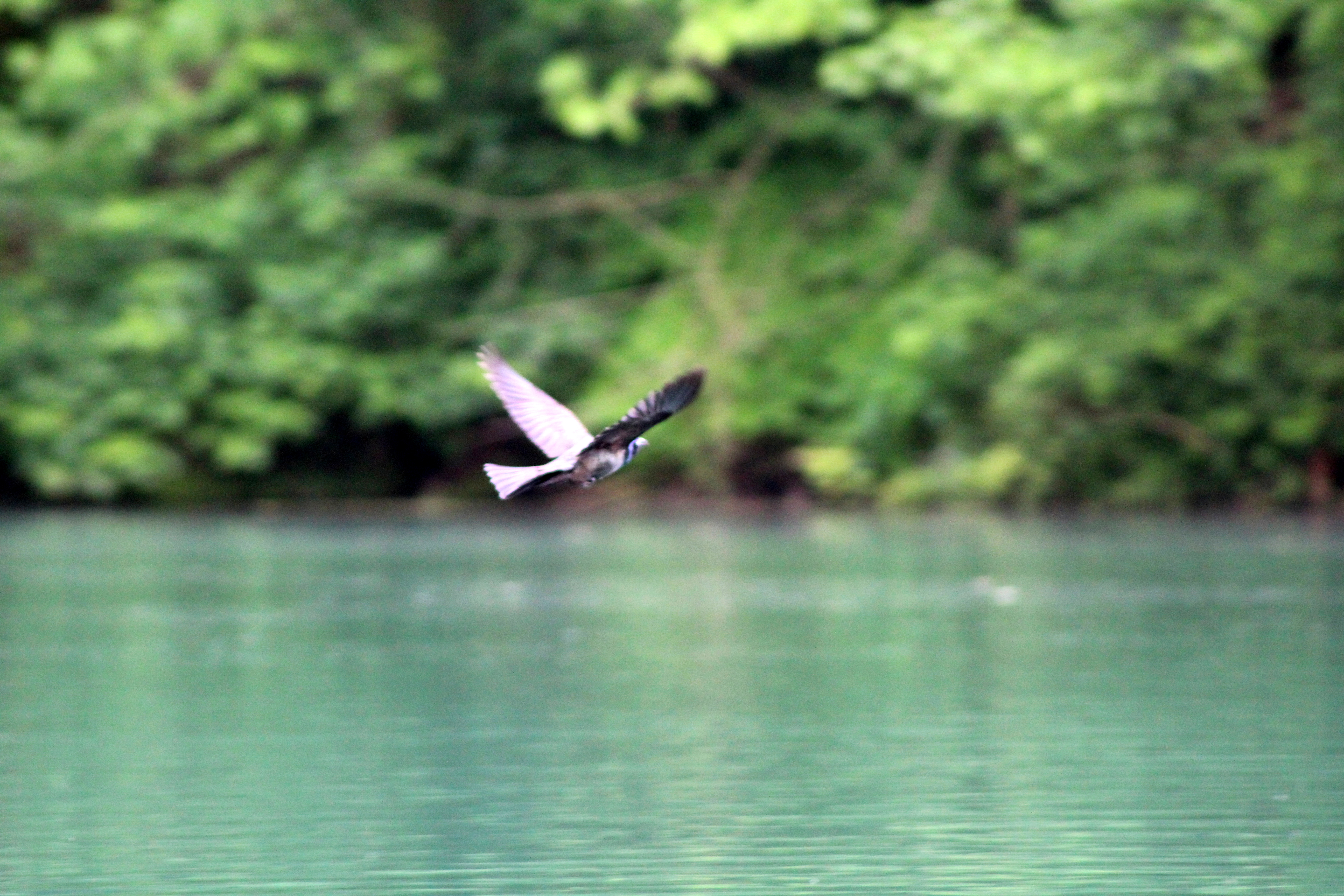 birdinflight.JPG