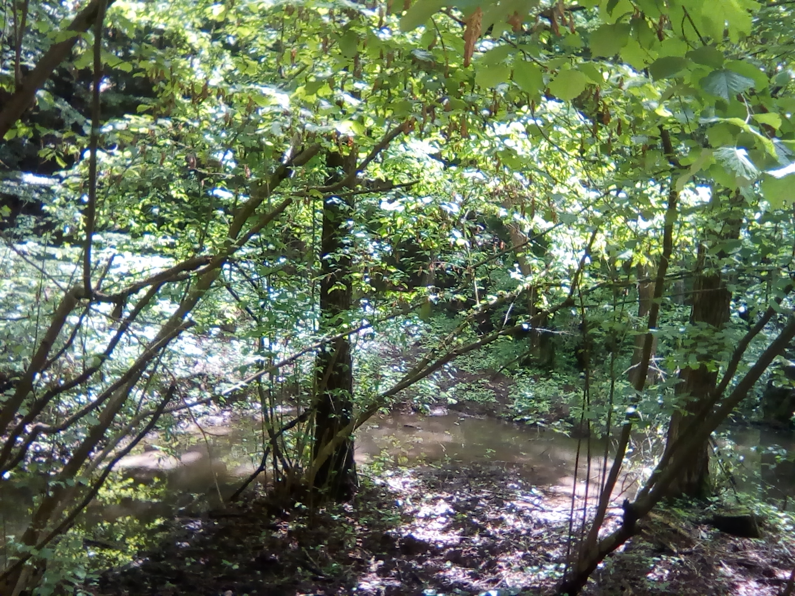 IMG_20190531_135125.jpg