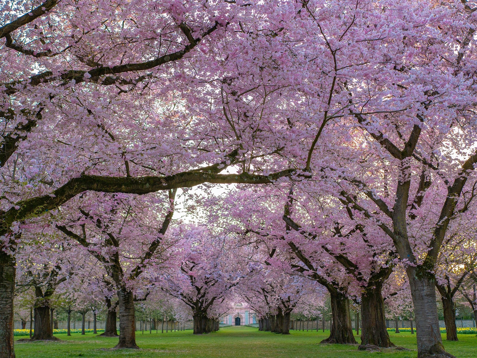 trees-g2da12fe9f_1920.jpg