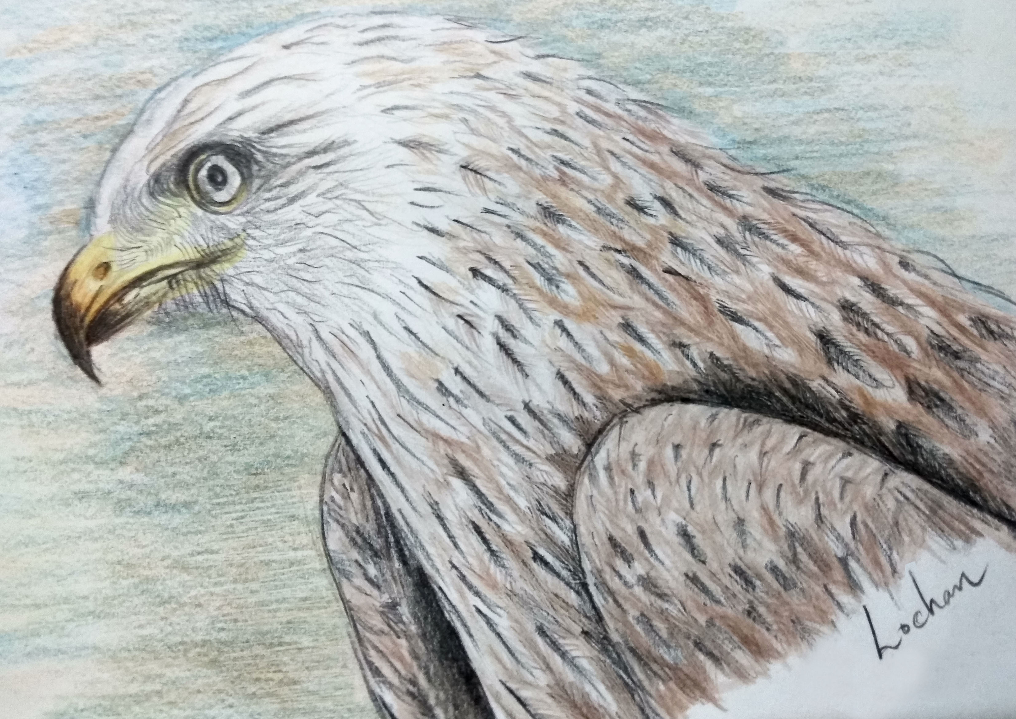 Bird 66.jpg