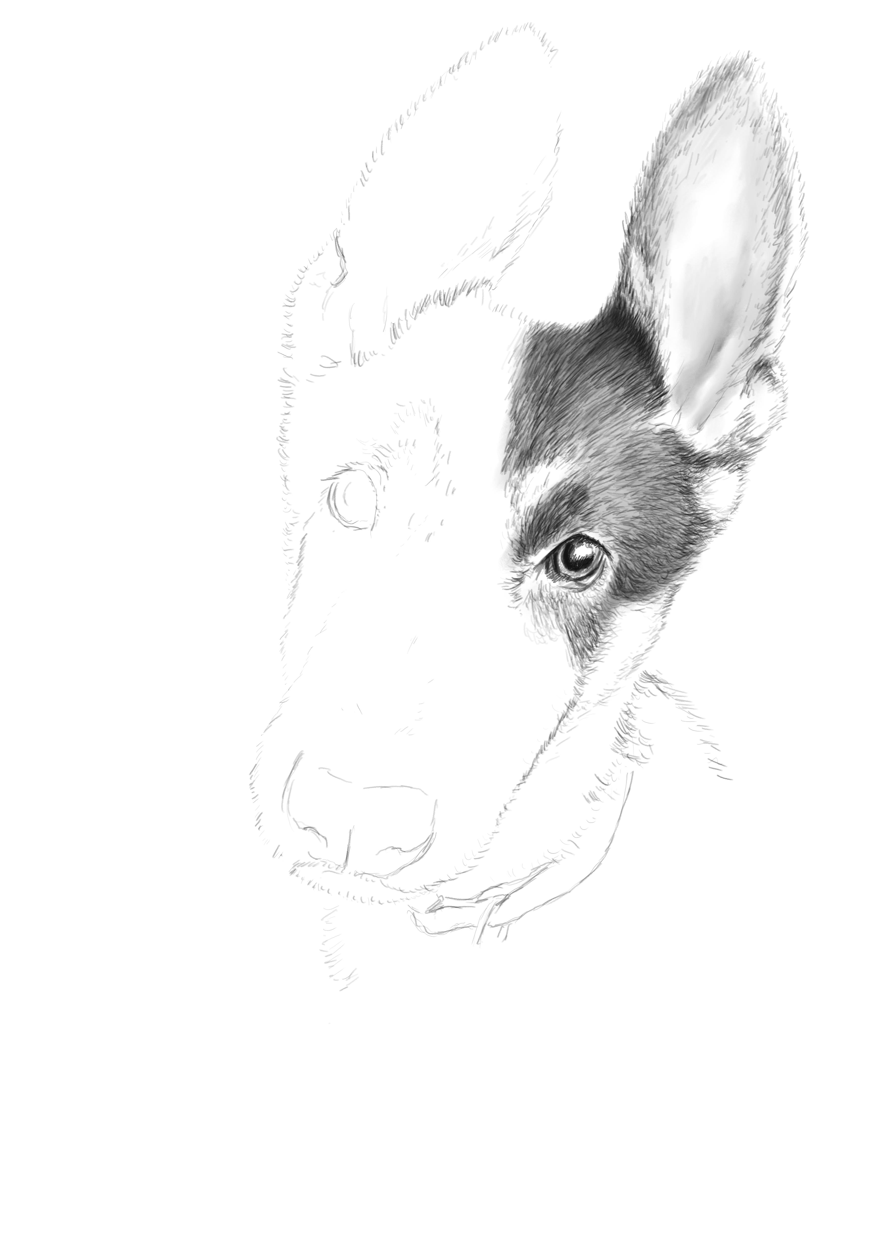 pooch002.jpg