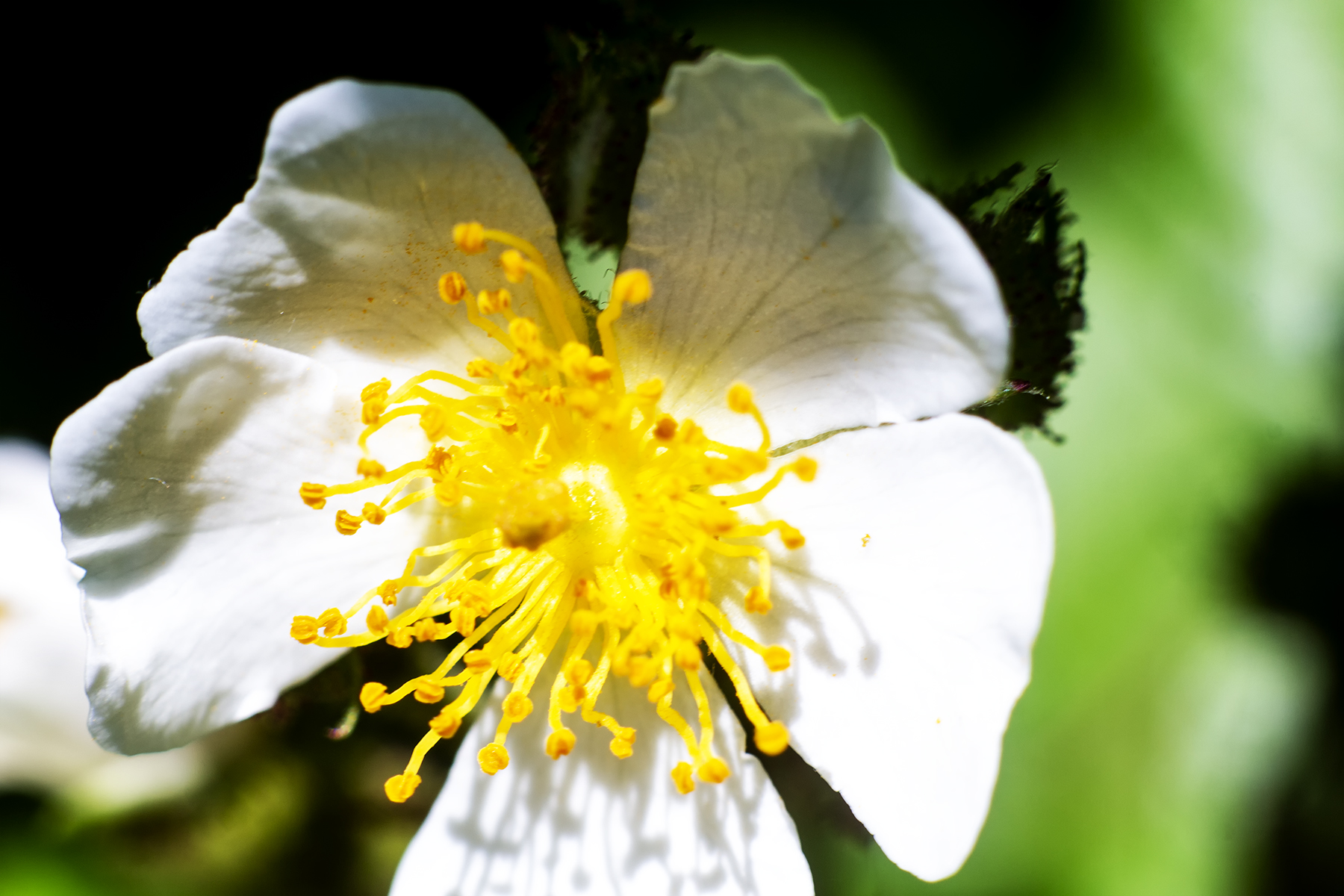 WhiteFlower_2.jpg