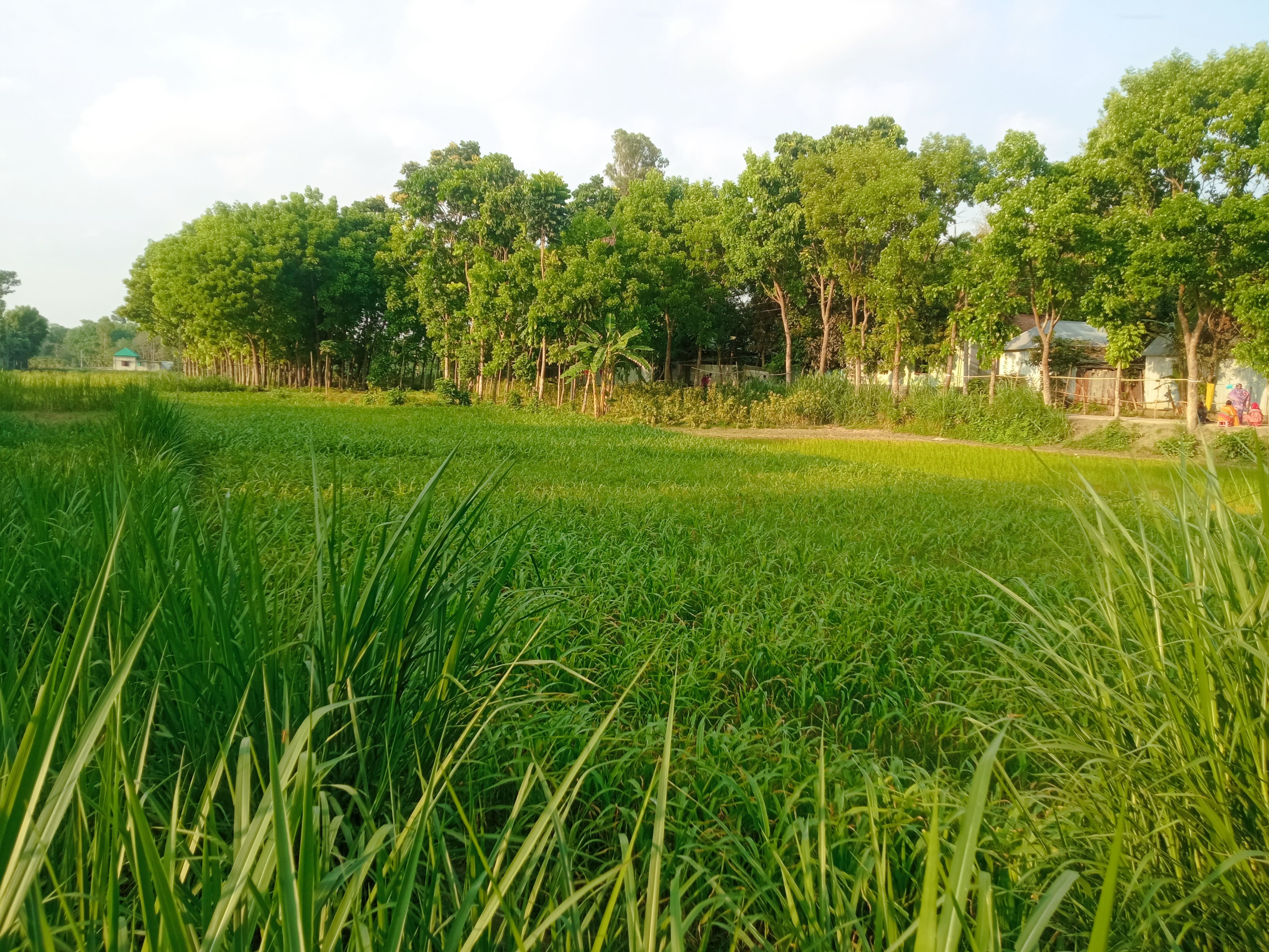 নেচার (2).jpg