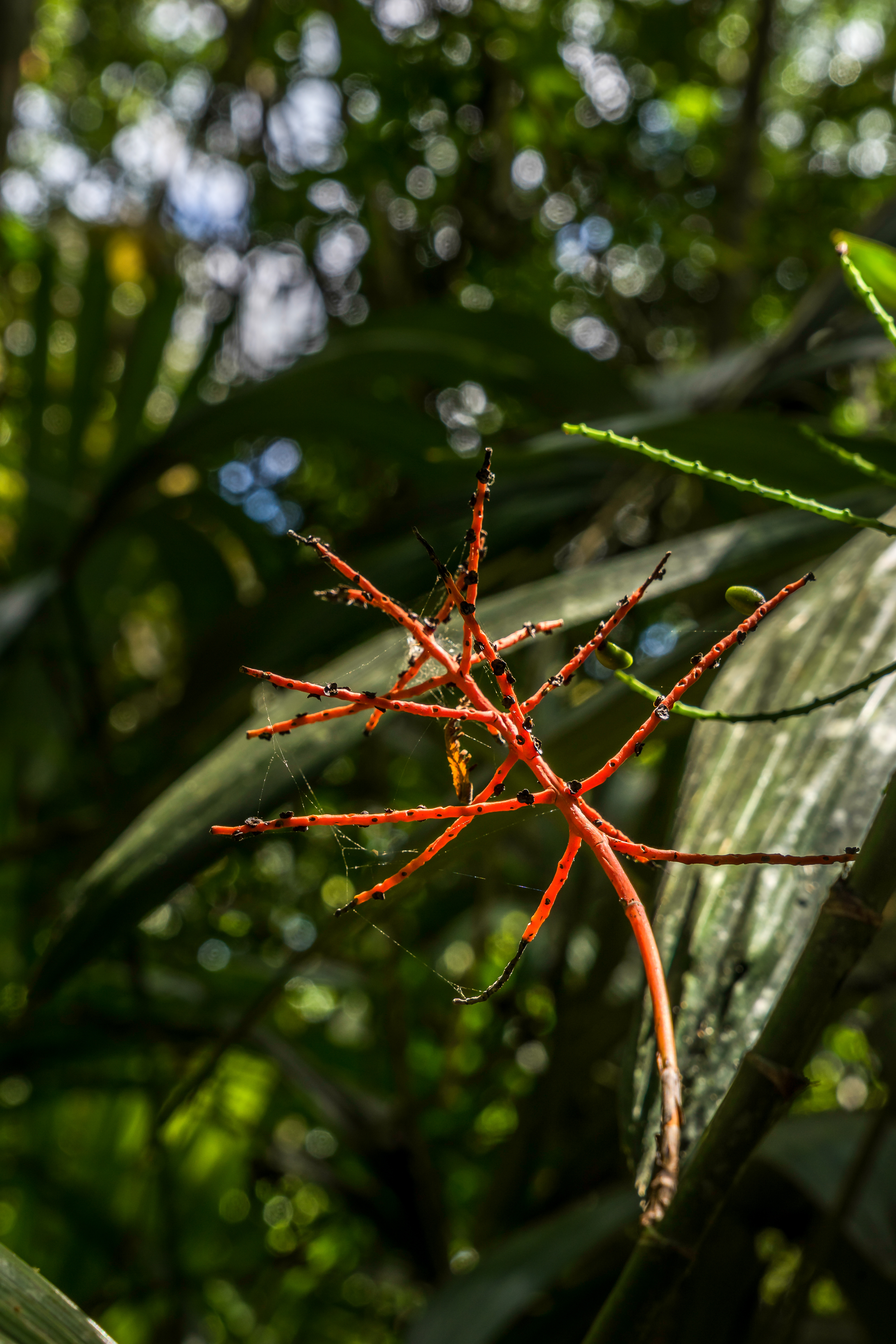 _DSC6202-2.JPG