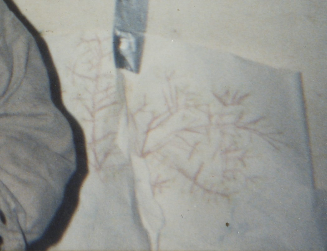 1992-11 Tree by Joey Arnold 2 CROPPED.png