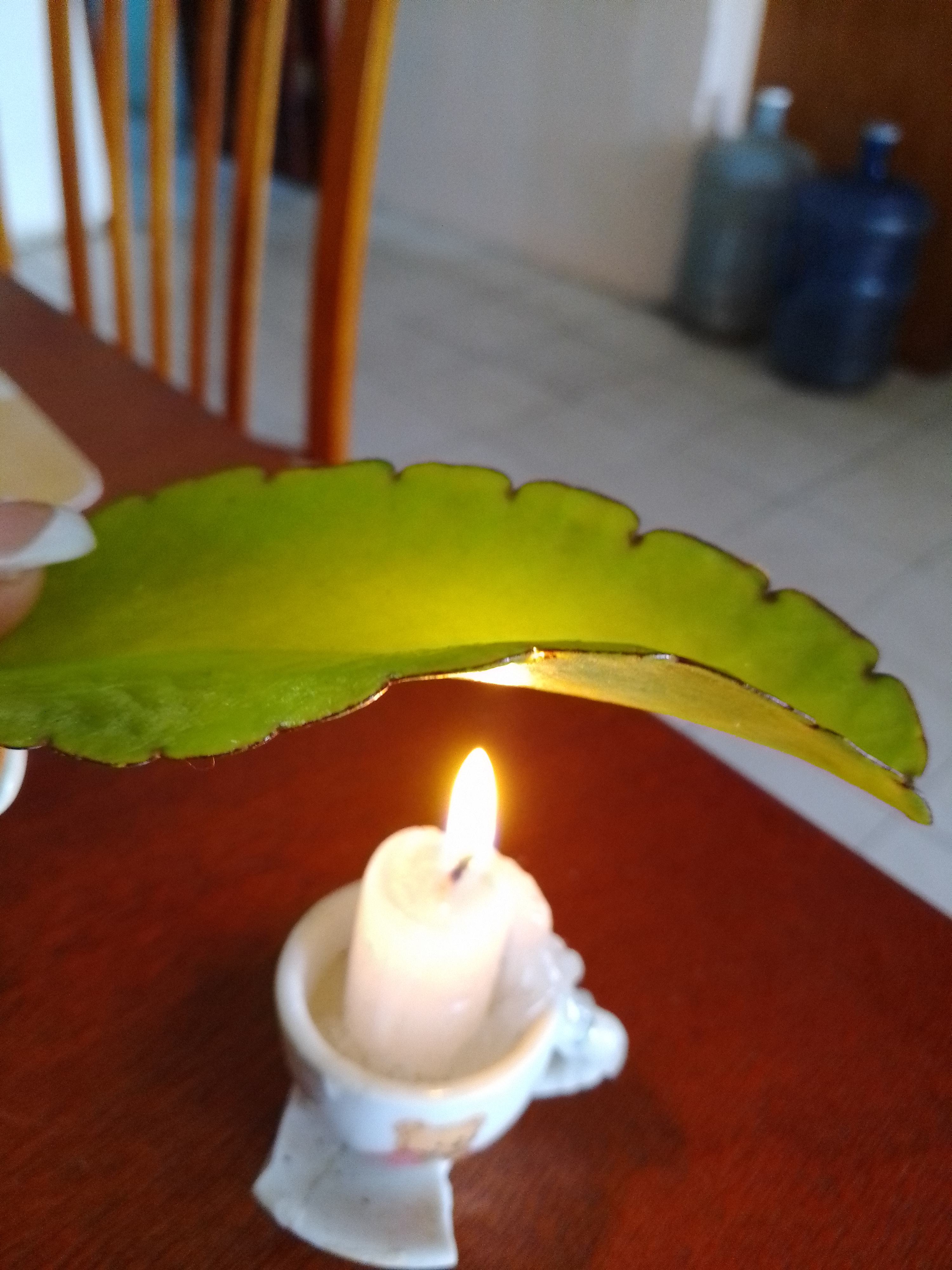 IMG_20220806_100343.jpg