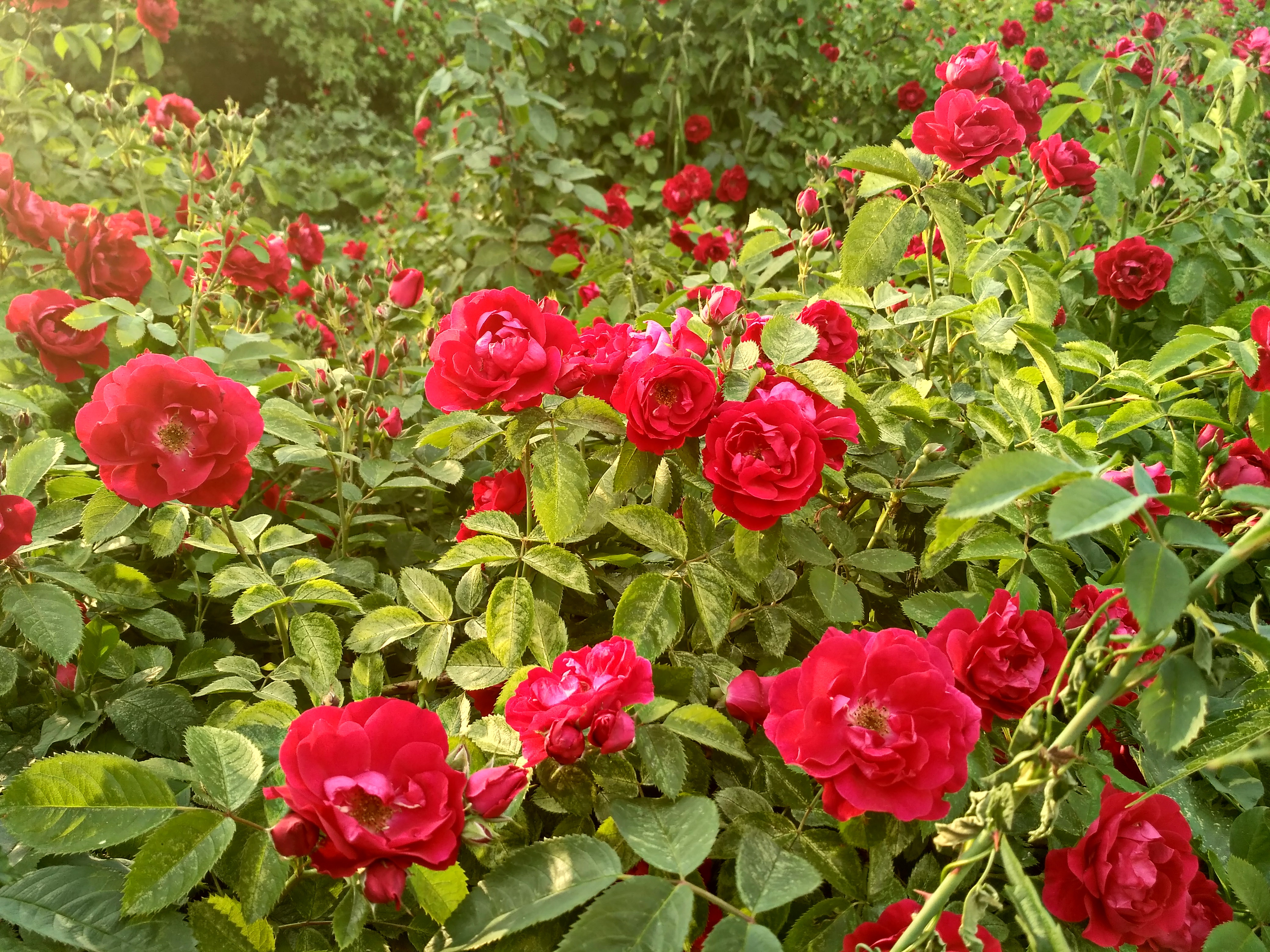 IMG_2019-06-09_184503_HDR.jpg