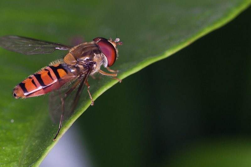 Episyrphus_balteatus_02.jpg