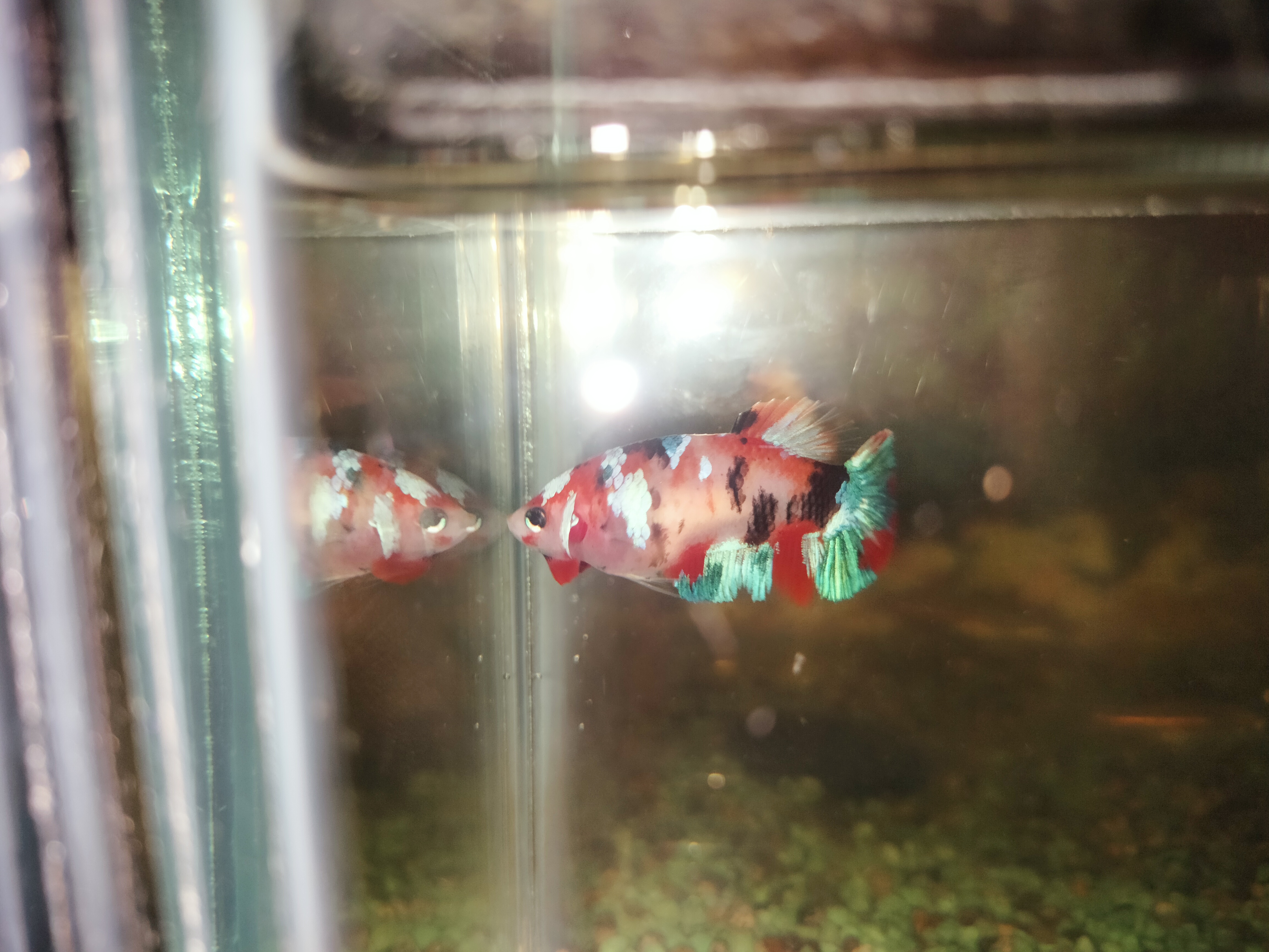 IMG20201214184345.jpg