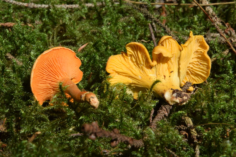 DSC_0120_800.JPG