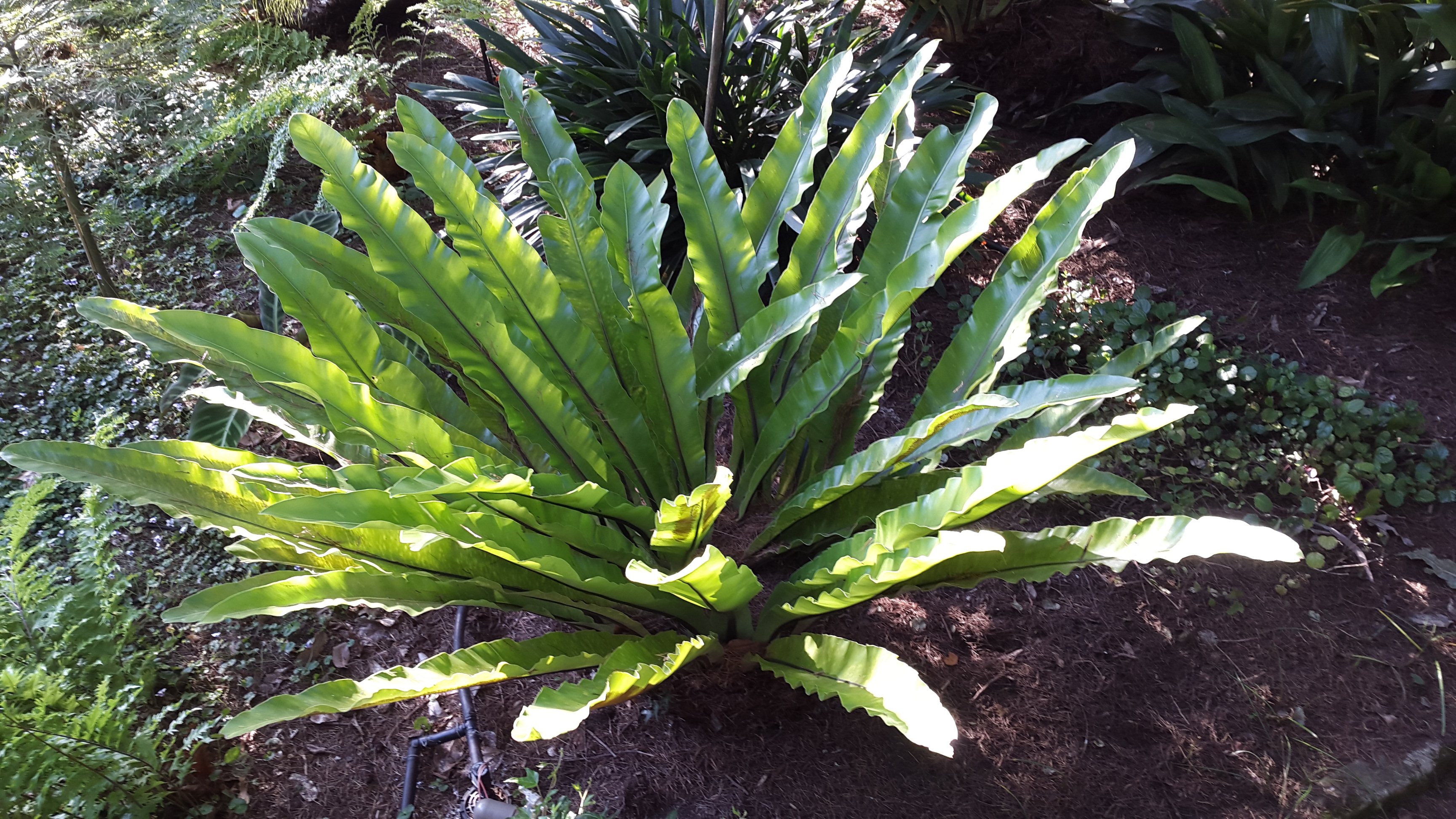 Asplenium-nidus-Birds-Nest-HD.jpg