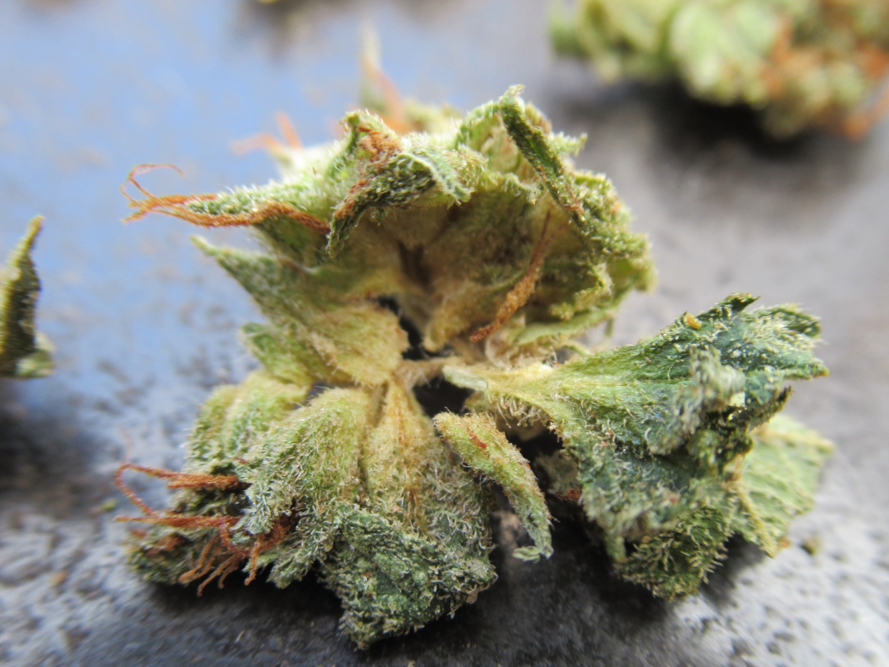 microsplitnug2.jpg