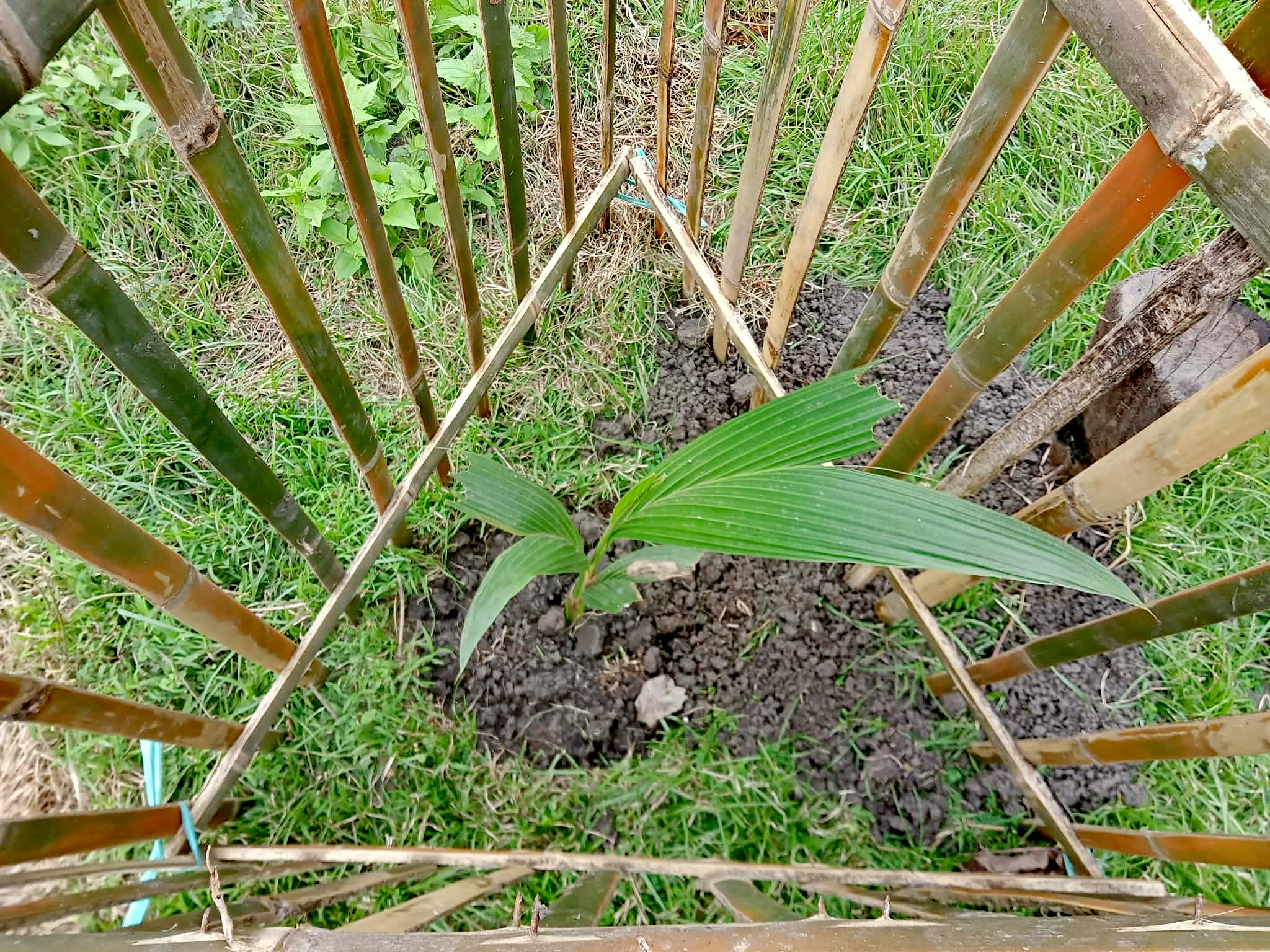 IMG_20260305_062018.jpg