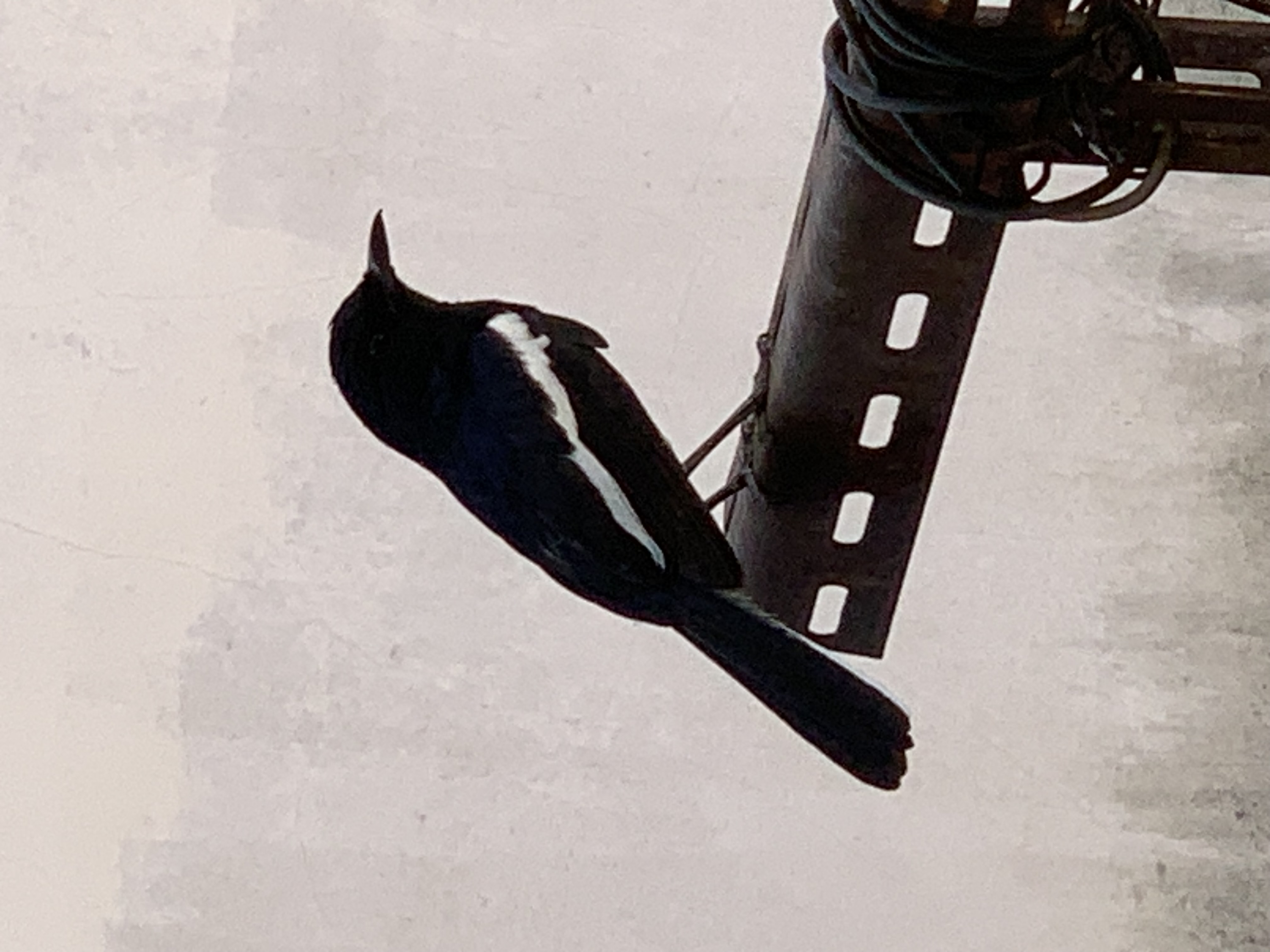 bird103.jpg