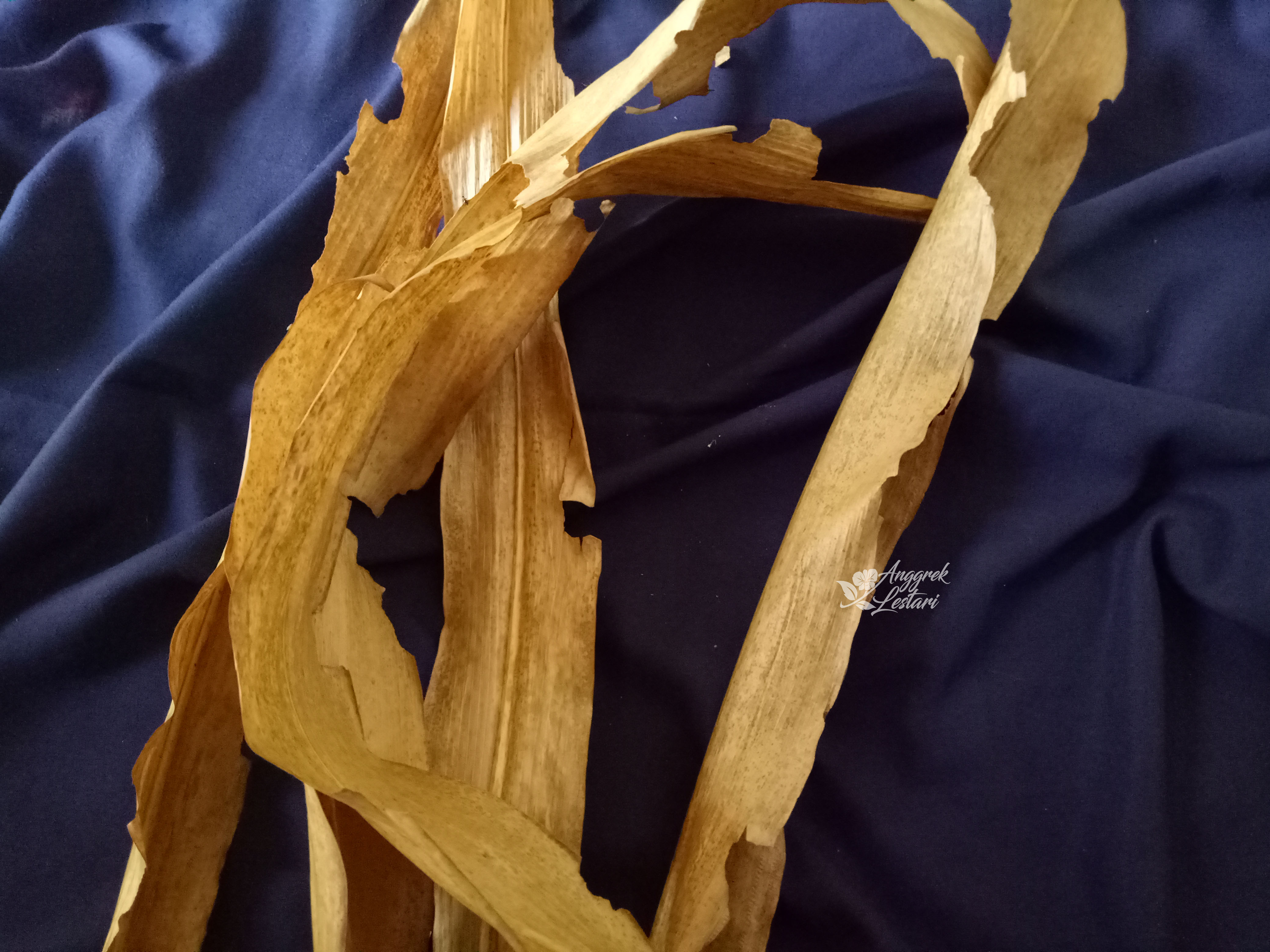 DRIED CORN LEAVES.jpg