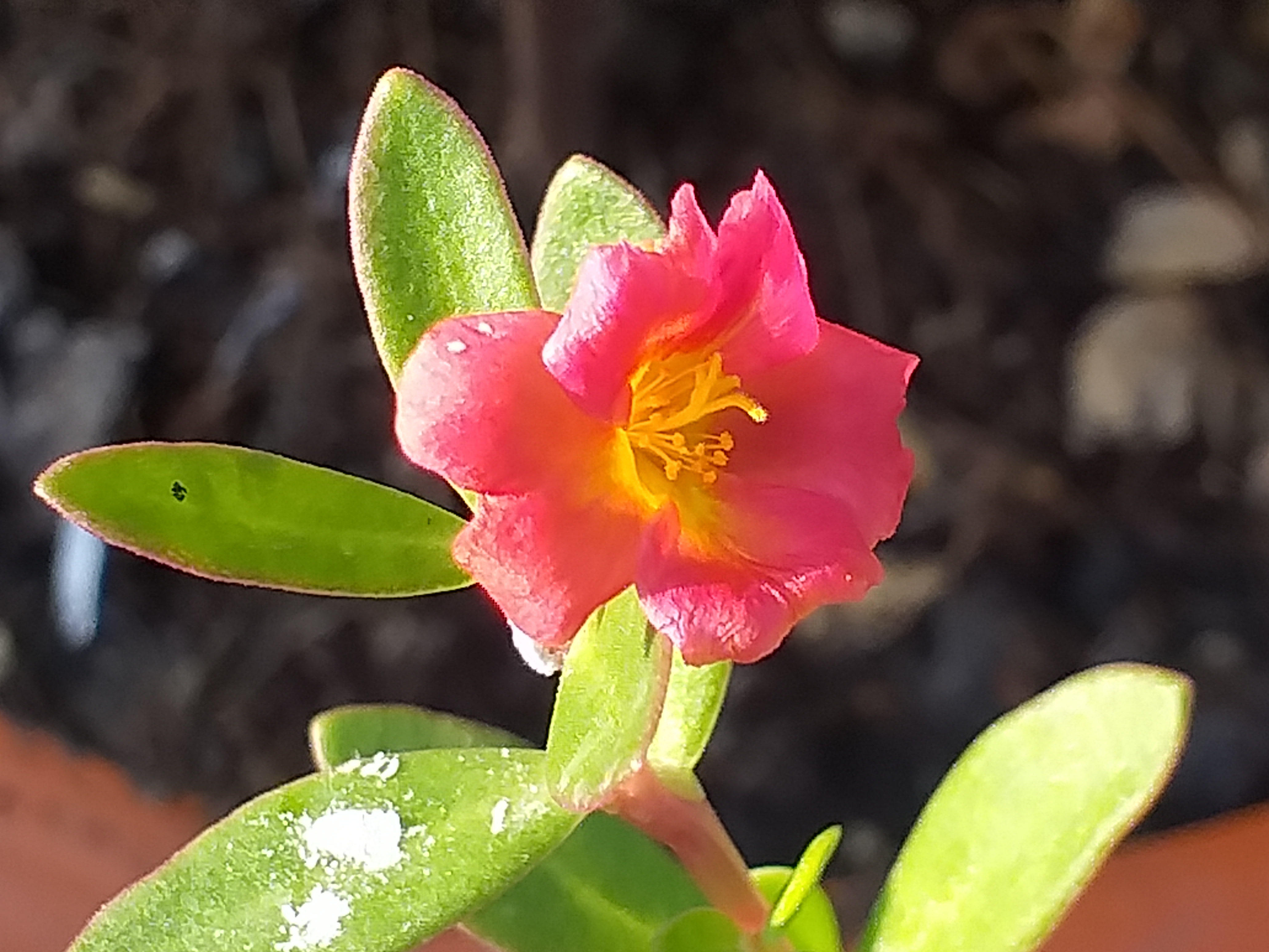 my garden200.jpg